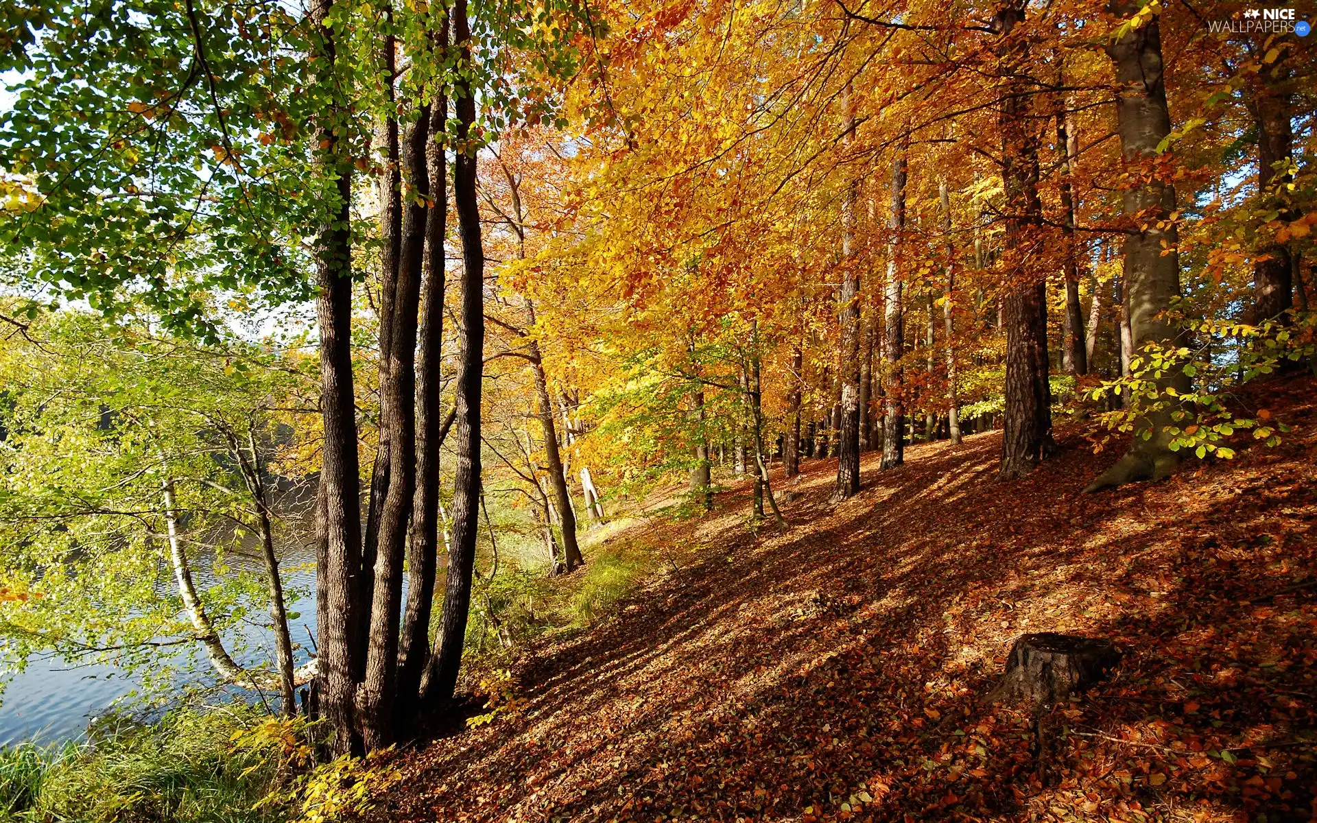 viewes, River, scarp, trees, autumn