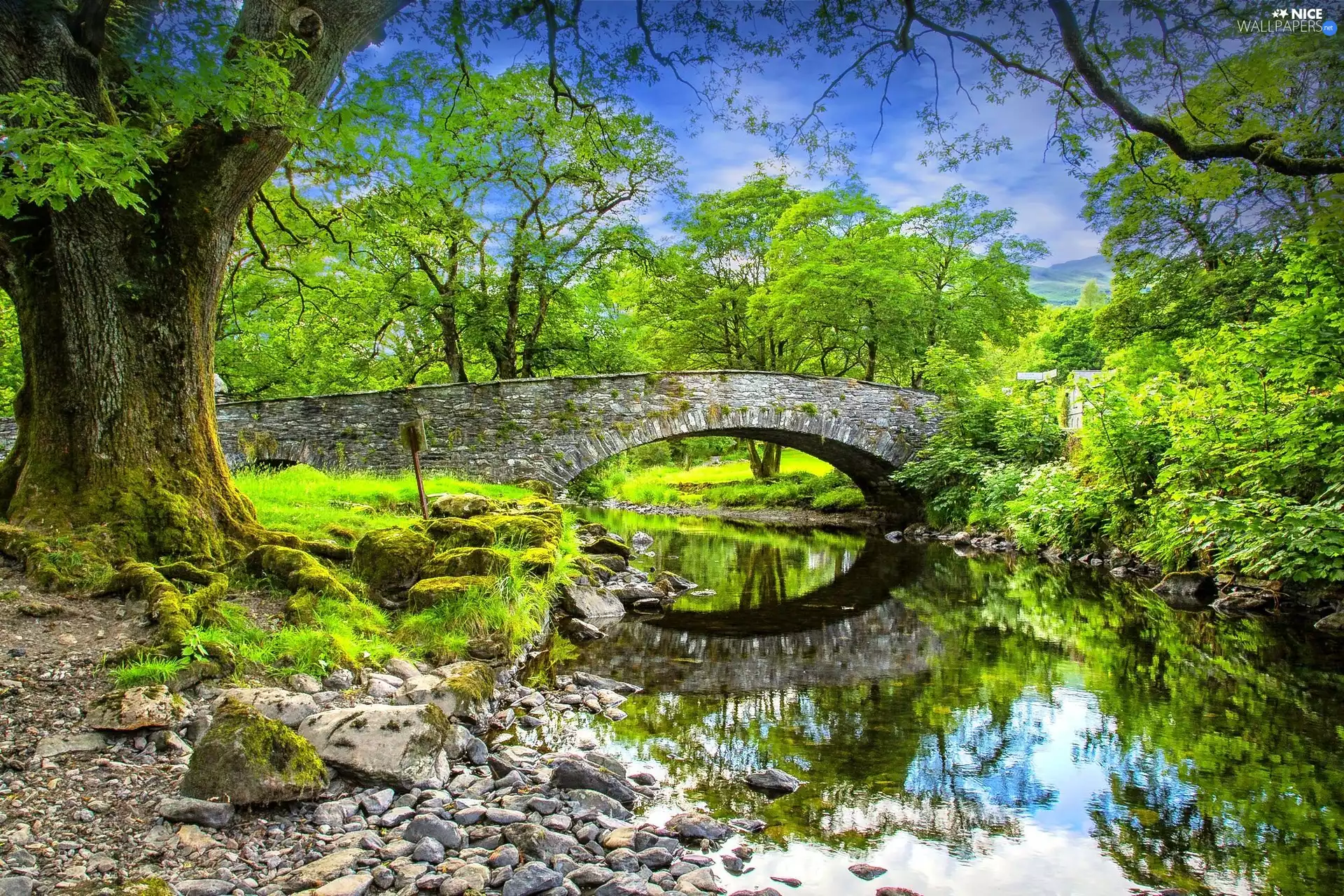 trees, viewes, River, Stones, bridge