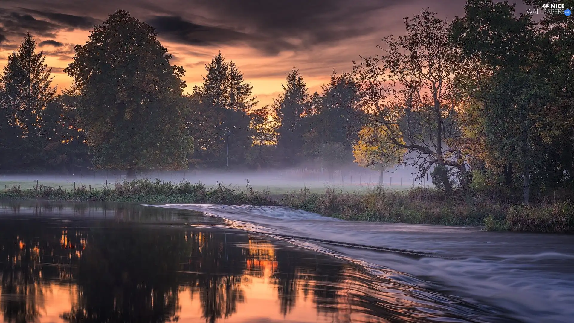 trees, viewes, River, Fog, morning