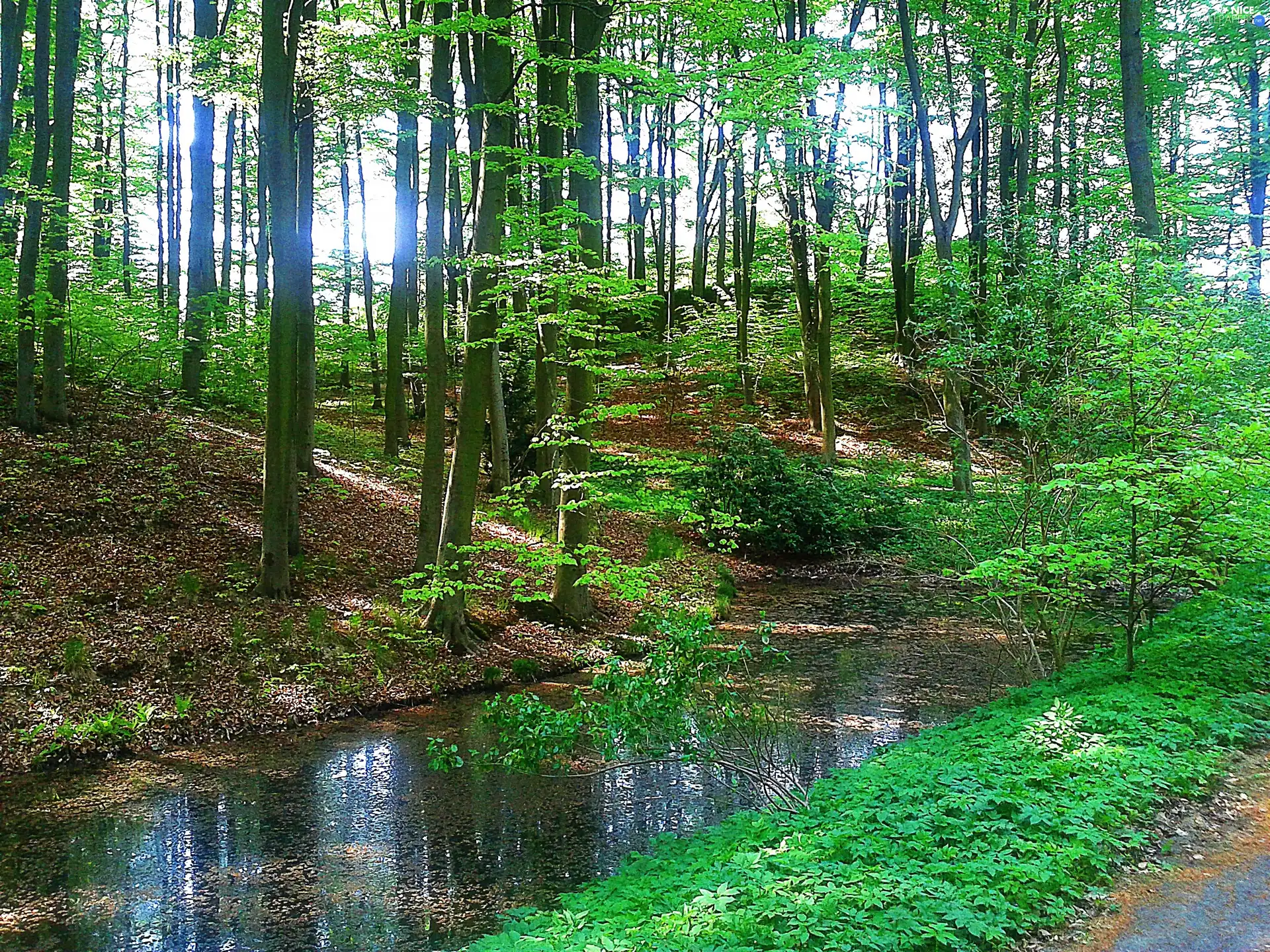 River, trees, viewes, forest