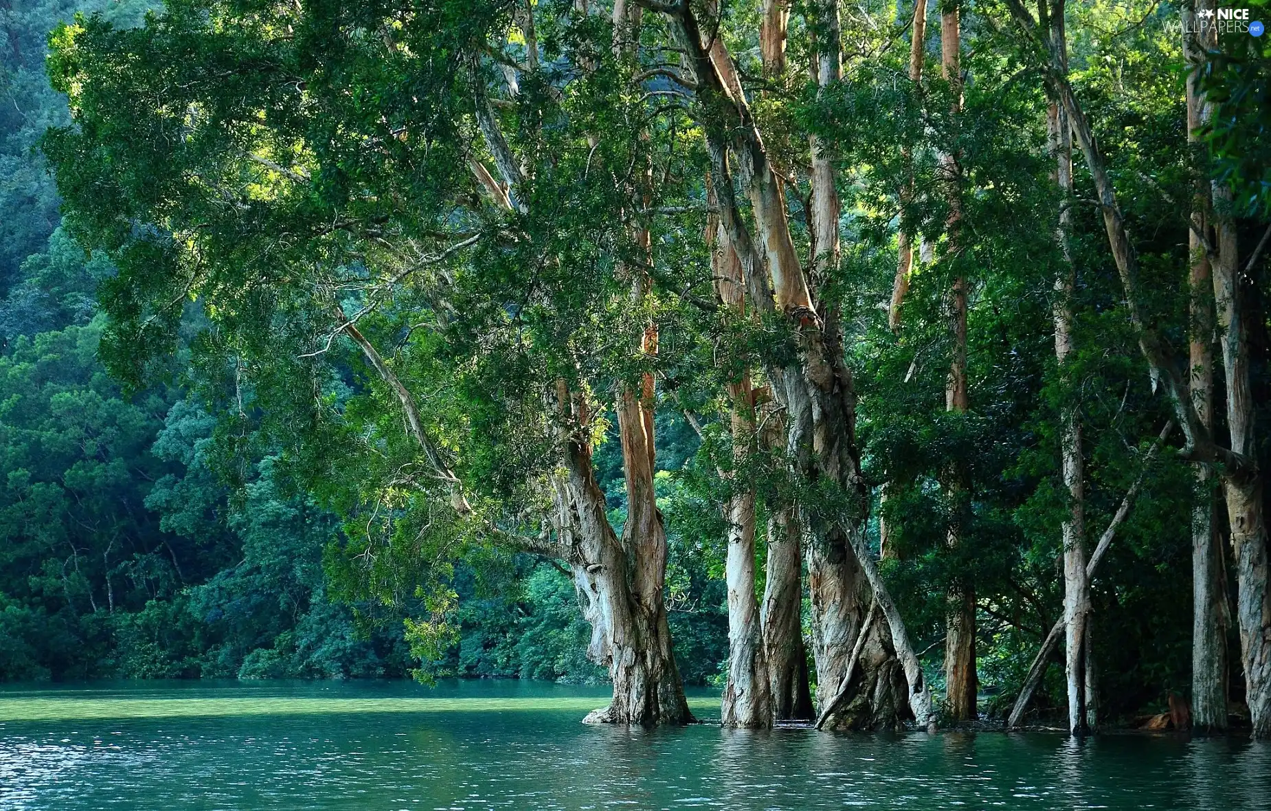 River, trees, viewes, forest