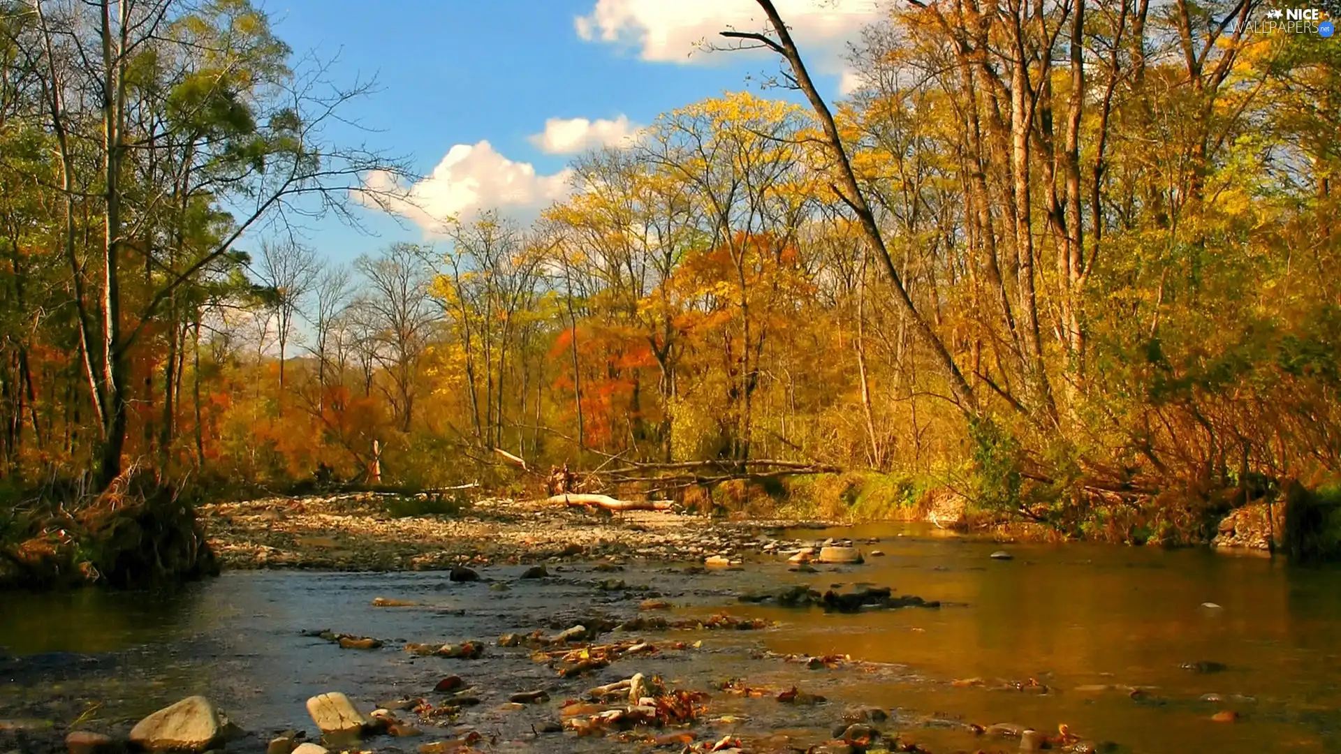 River, trees, viewes, Stones