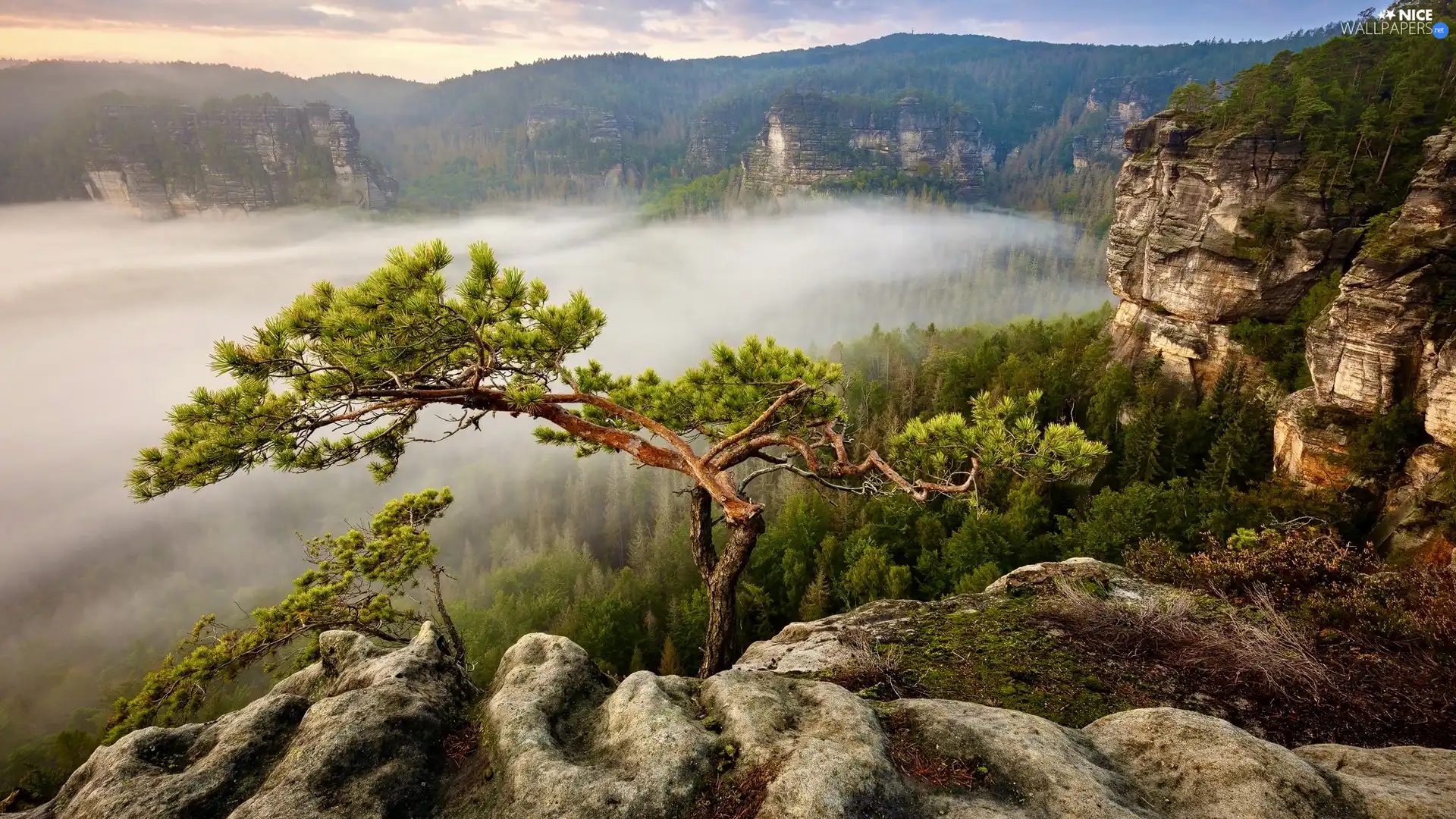 Fog, Mountains, trees, viewes, pine, rocks
