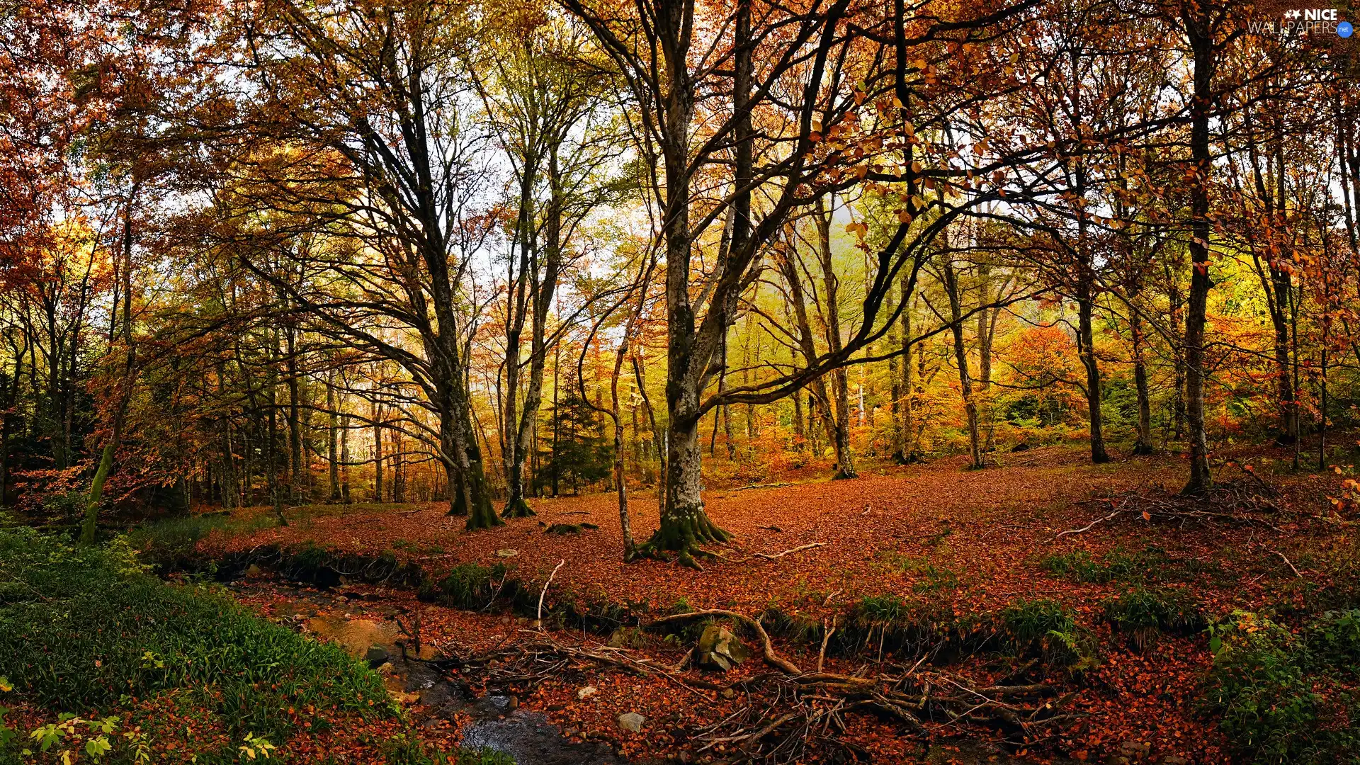 Yellow, trees, roots, viewes, autumn, Leaf, Plants