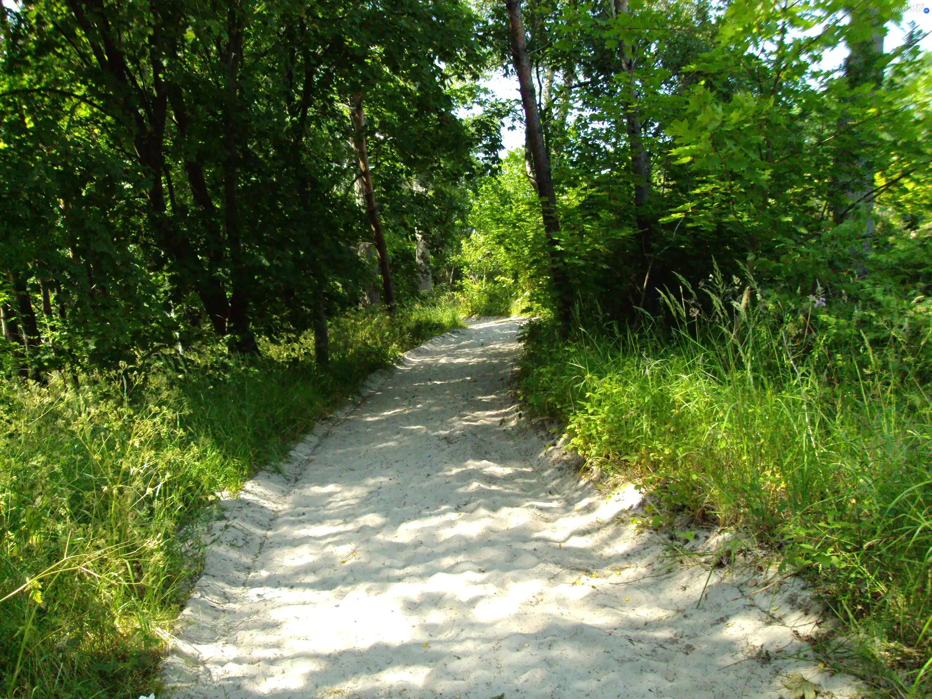 Sand, trees, viewes, grass