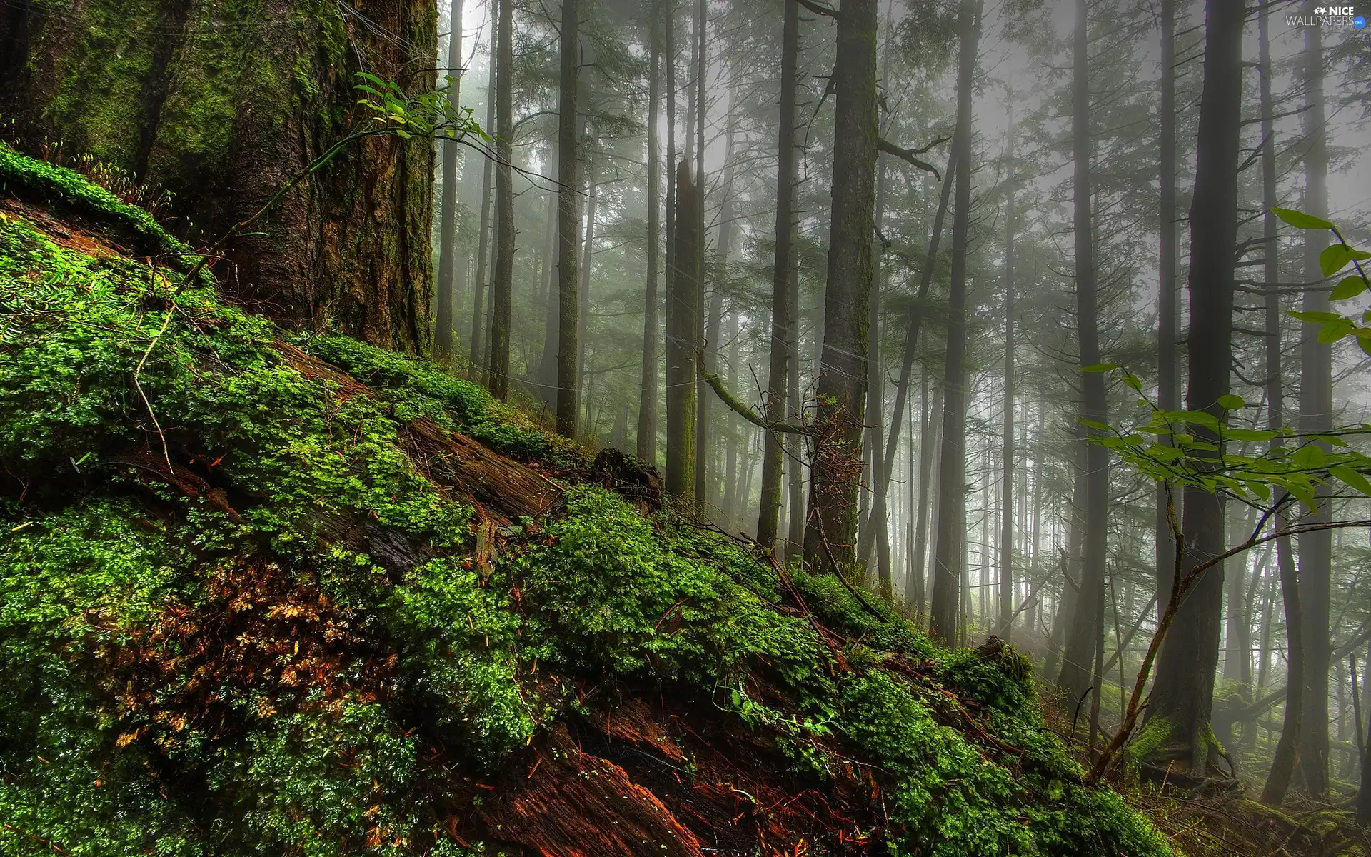 scarp, trees, viewes, forest