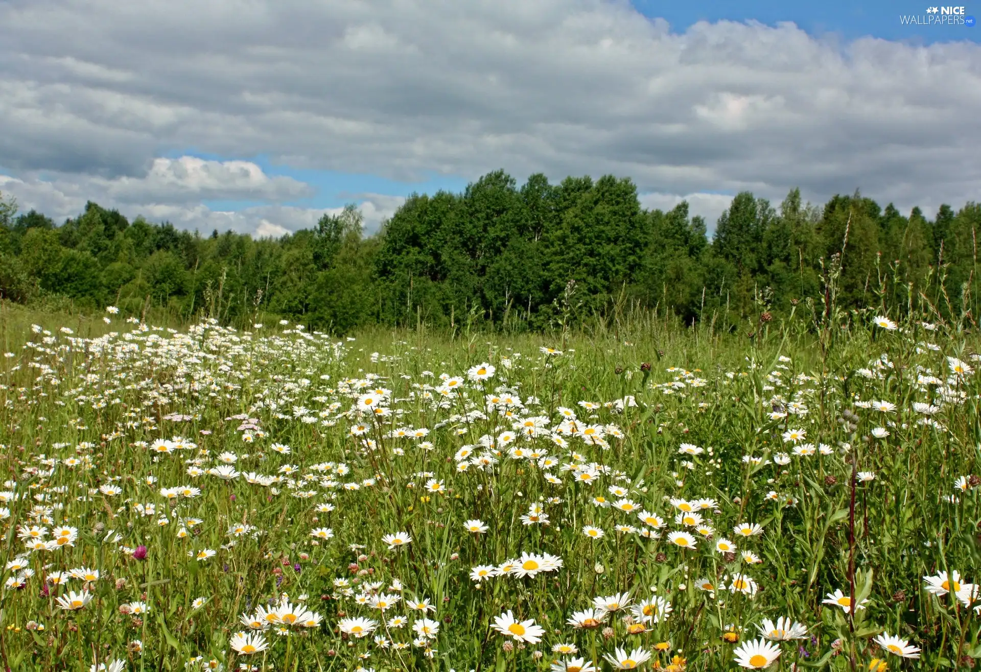 viewes, Sky, Meadow, trees, Flowers