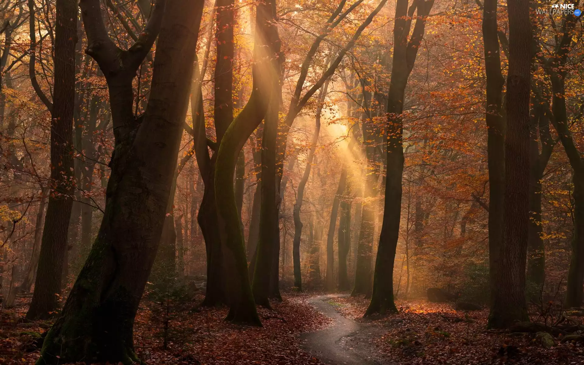 viewes, forest, Path, light breaking through sky, autumn, trees
