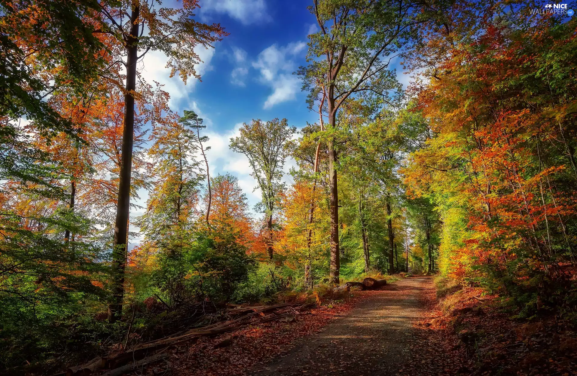 Path, trees, Sky, viewes, forest, Way, autumn