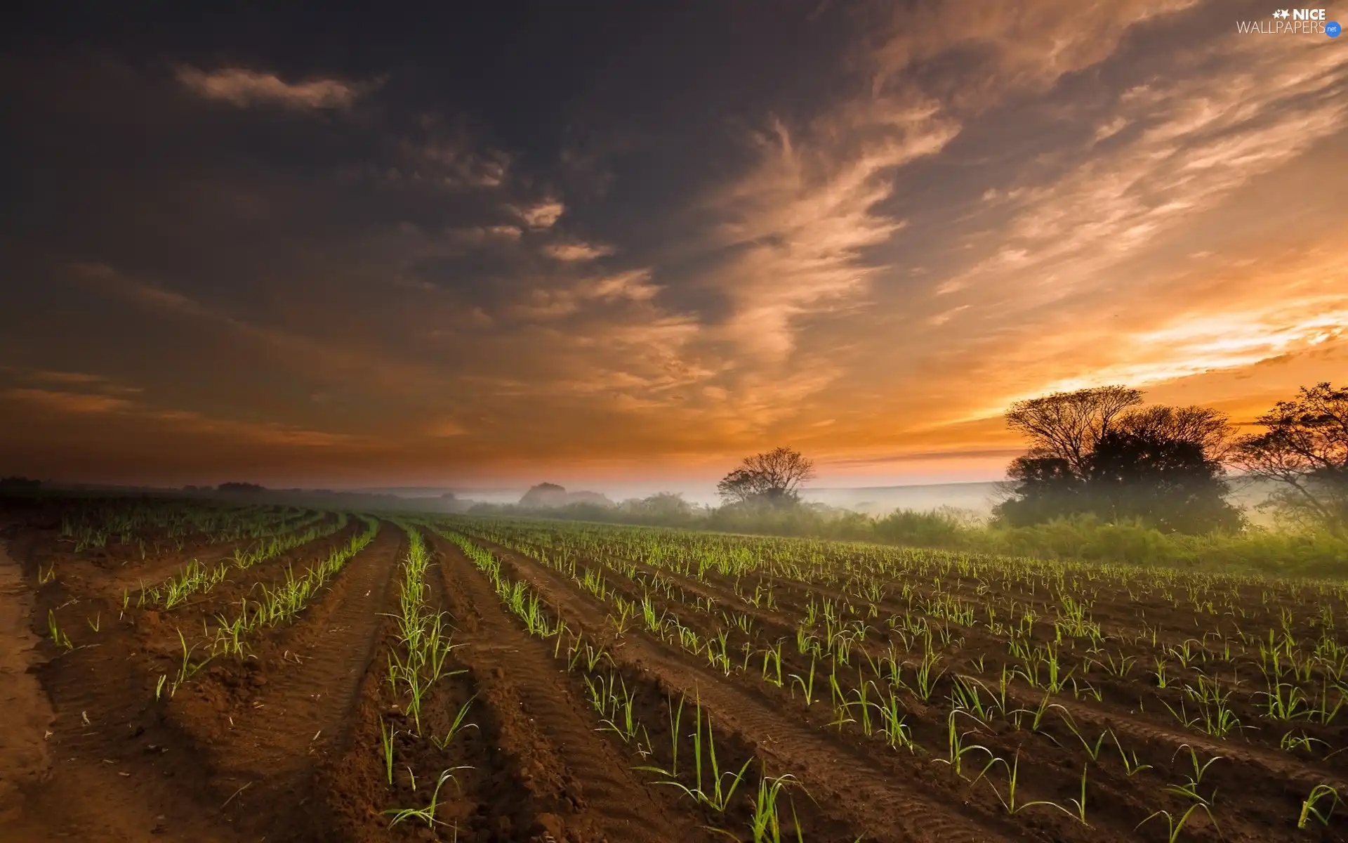 seedlings, Field, viewes, Sky, trees, cultivated