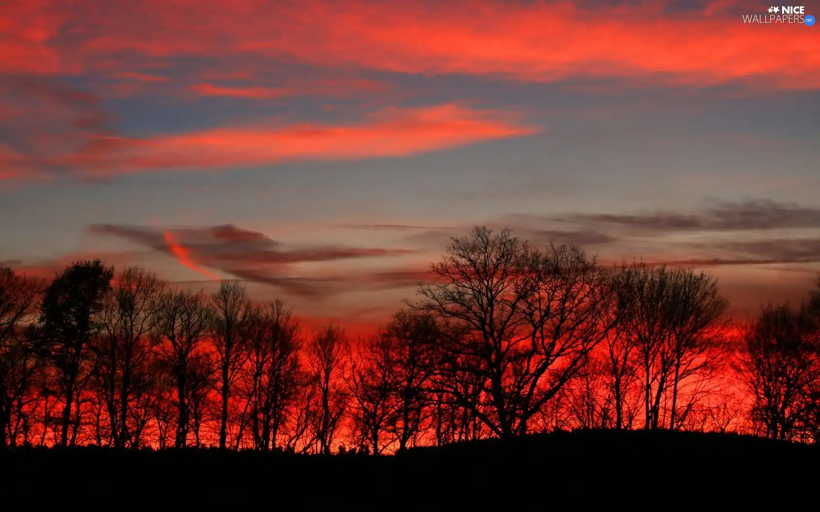 viewes, Sky, sun, trees, west