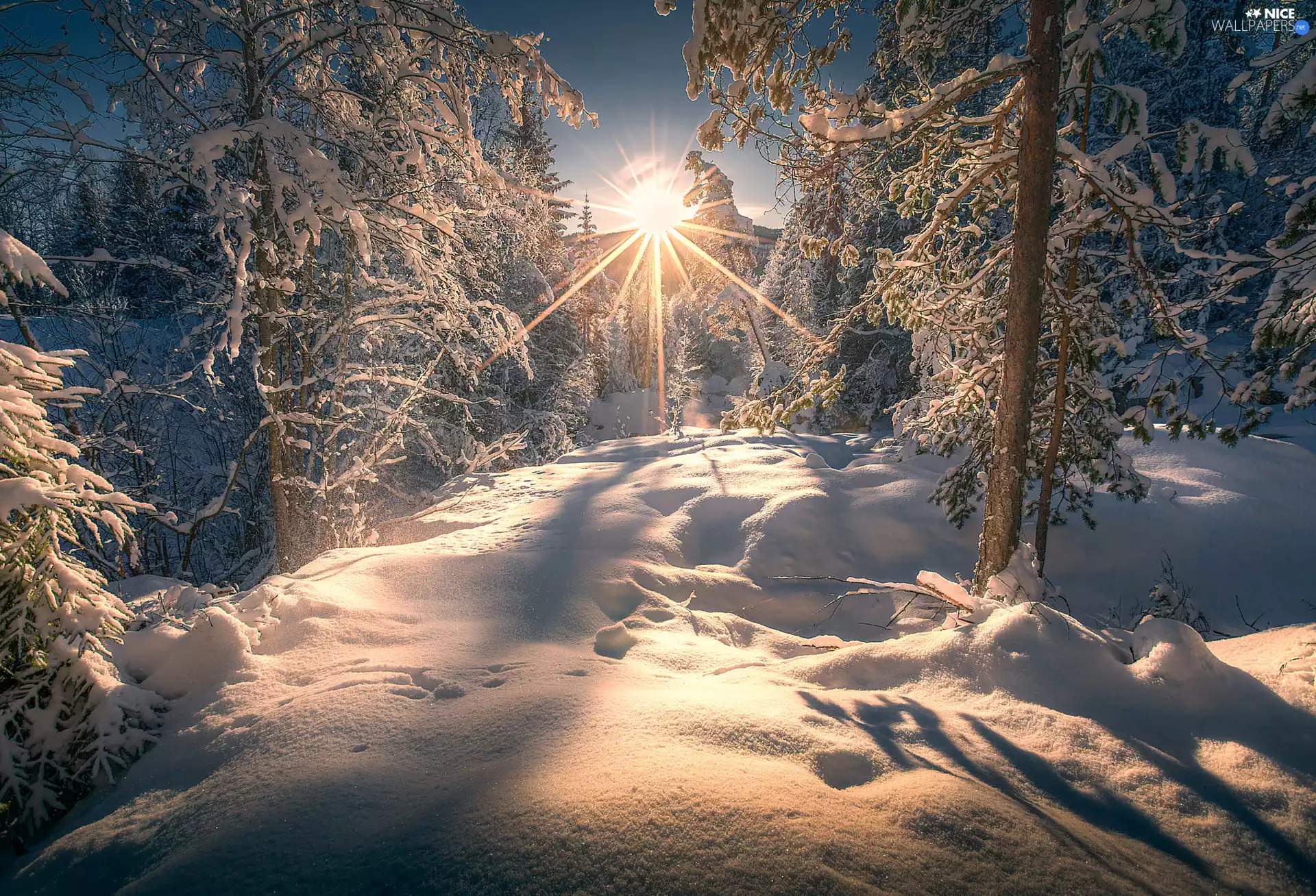 viewes, winter, rays of the Sun, snow, forest, trees