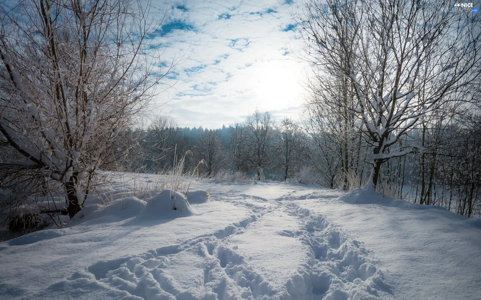 traces, winter, trees, viewes, Snowy, snow
