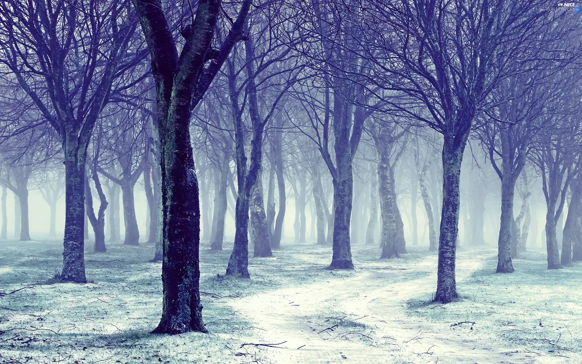 viewes, snow, forest, trees, winter