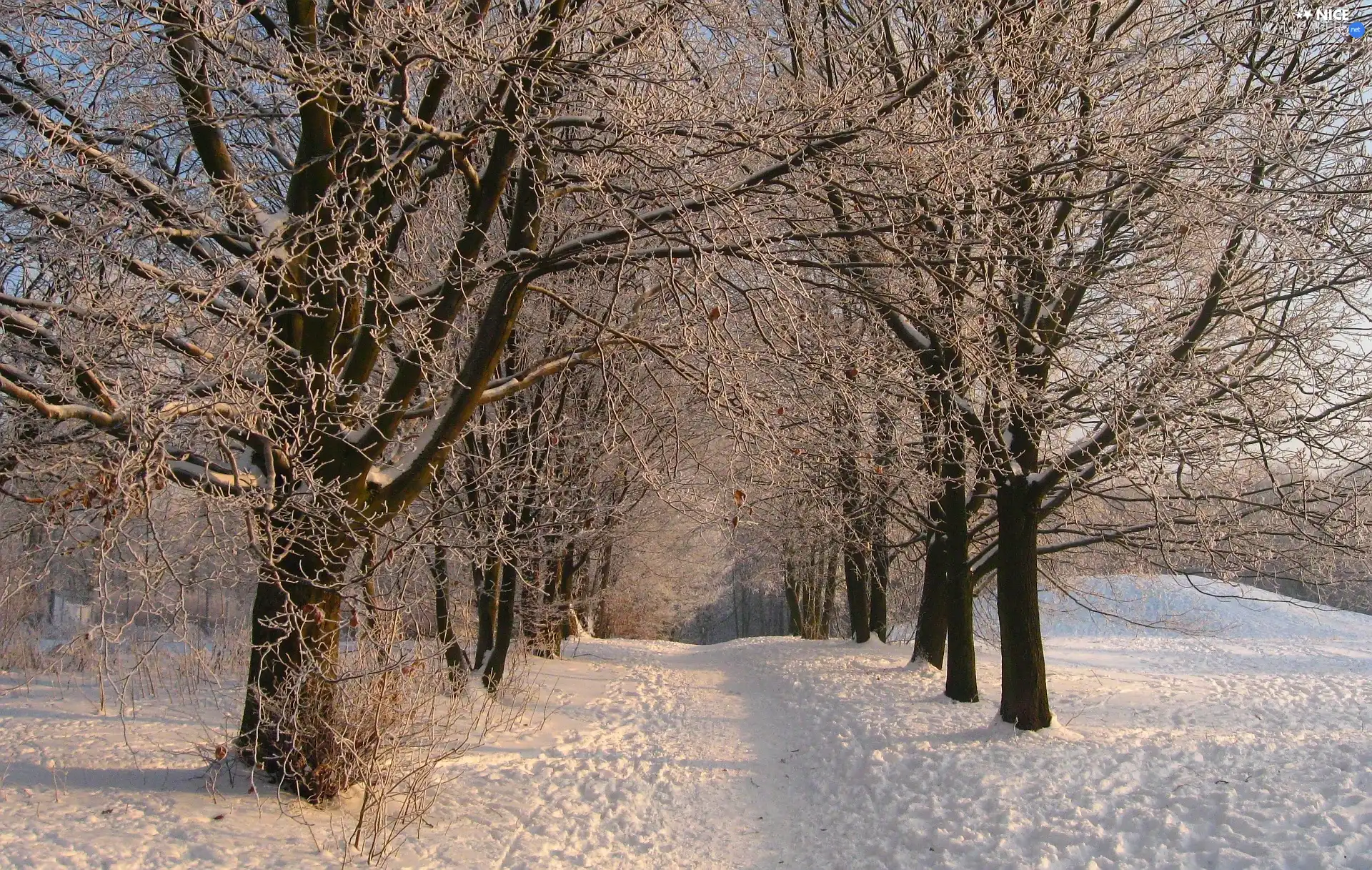 viewes, snow, Park, trees, winter