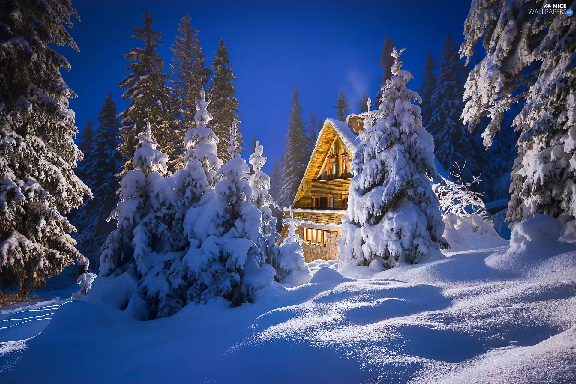 house, trees, snowy, viewes, winter, snow, forest