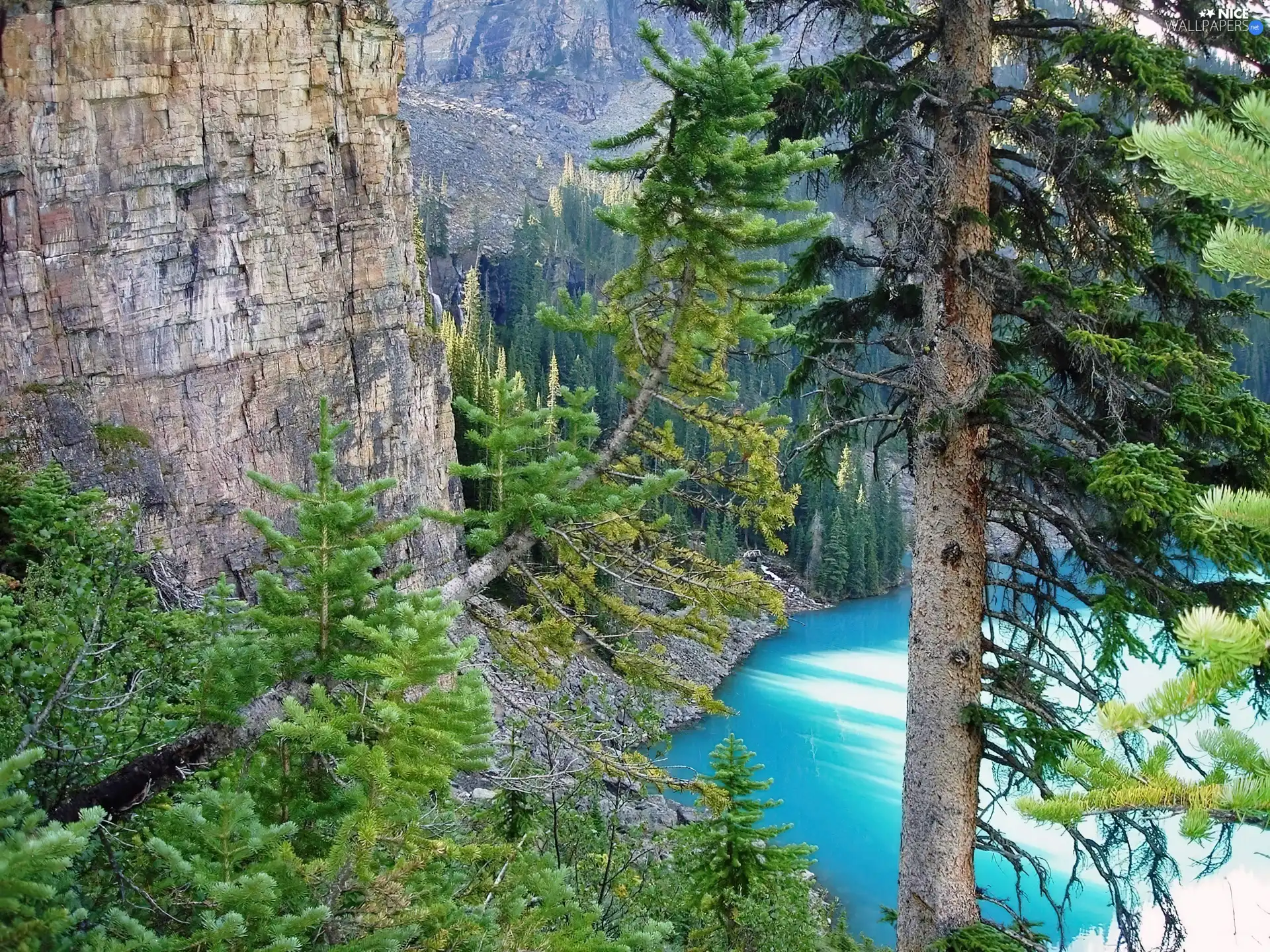 viewes, Softwood, rocks, trees, lake