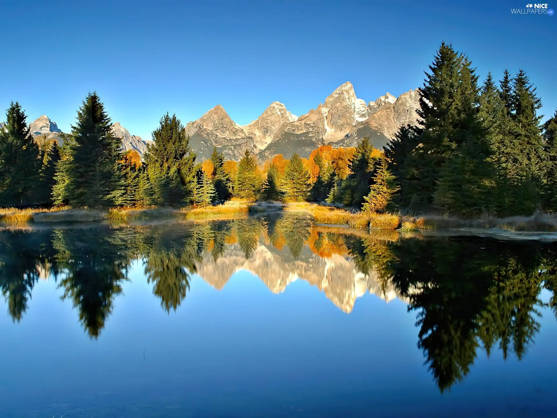 viewes, Softwood, lake, trees, Mountains