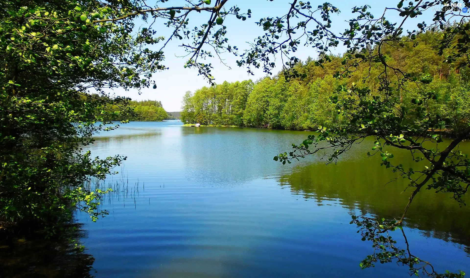 Spring, trees, viewes, lake