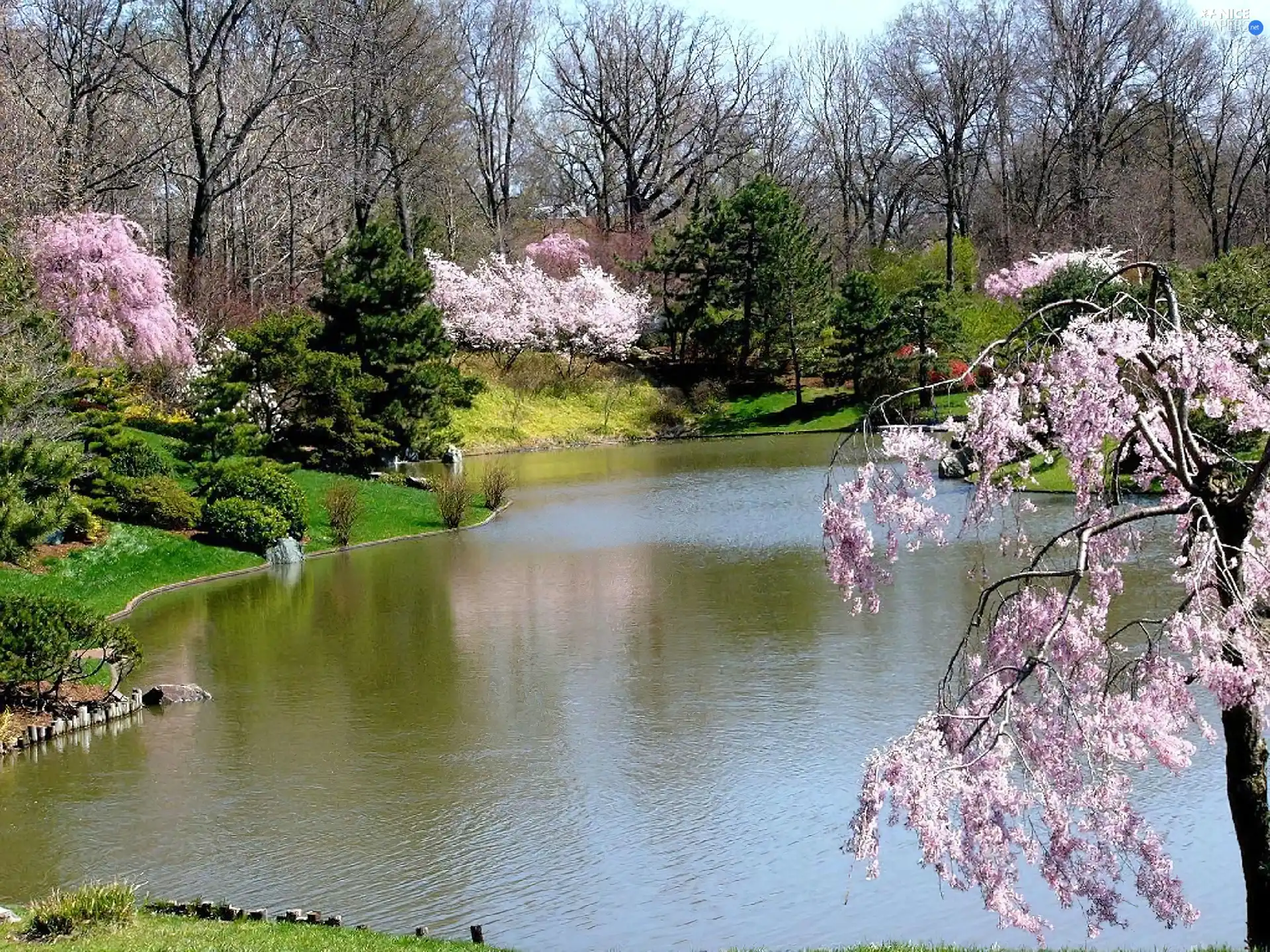 flourishing, Park, viewes, Spring, trees, River