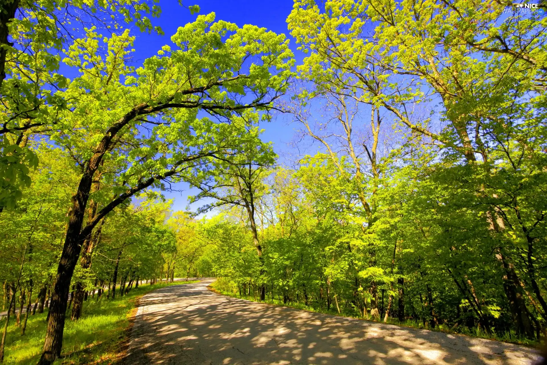 Spring, trees, viewes, Way