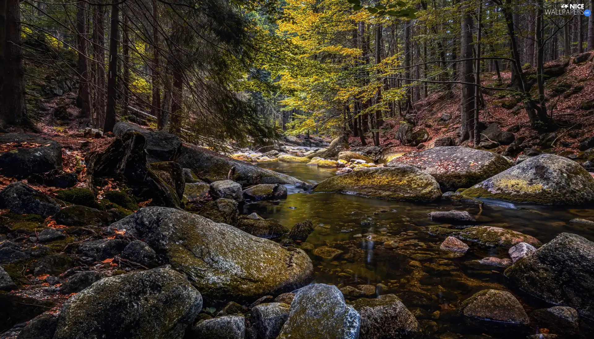 trees, viewes, Stones, River, forest