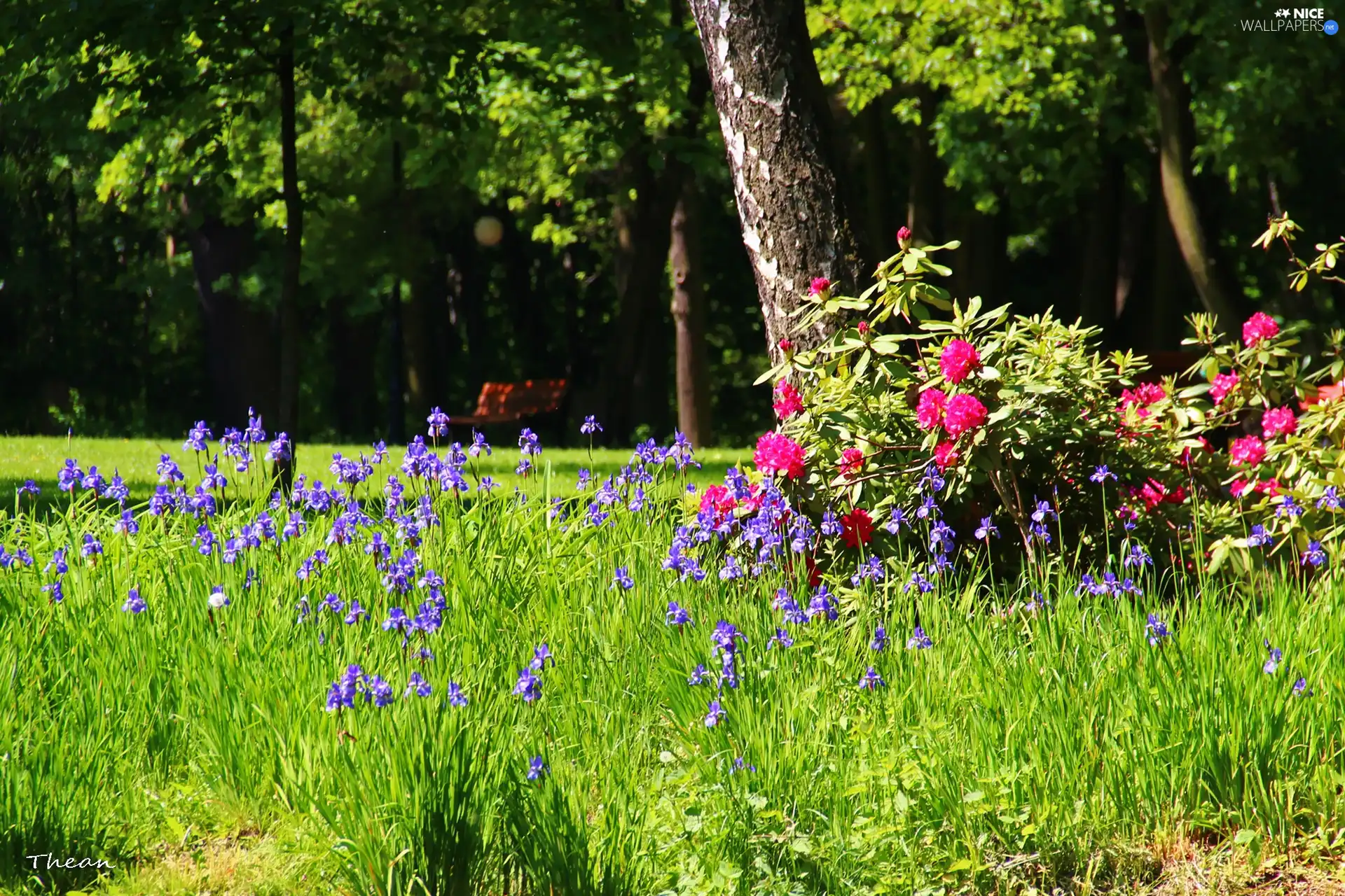 viewes, summer, Flowers, trees, Park