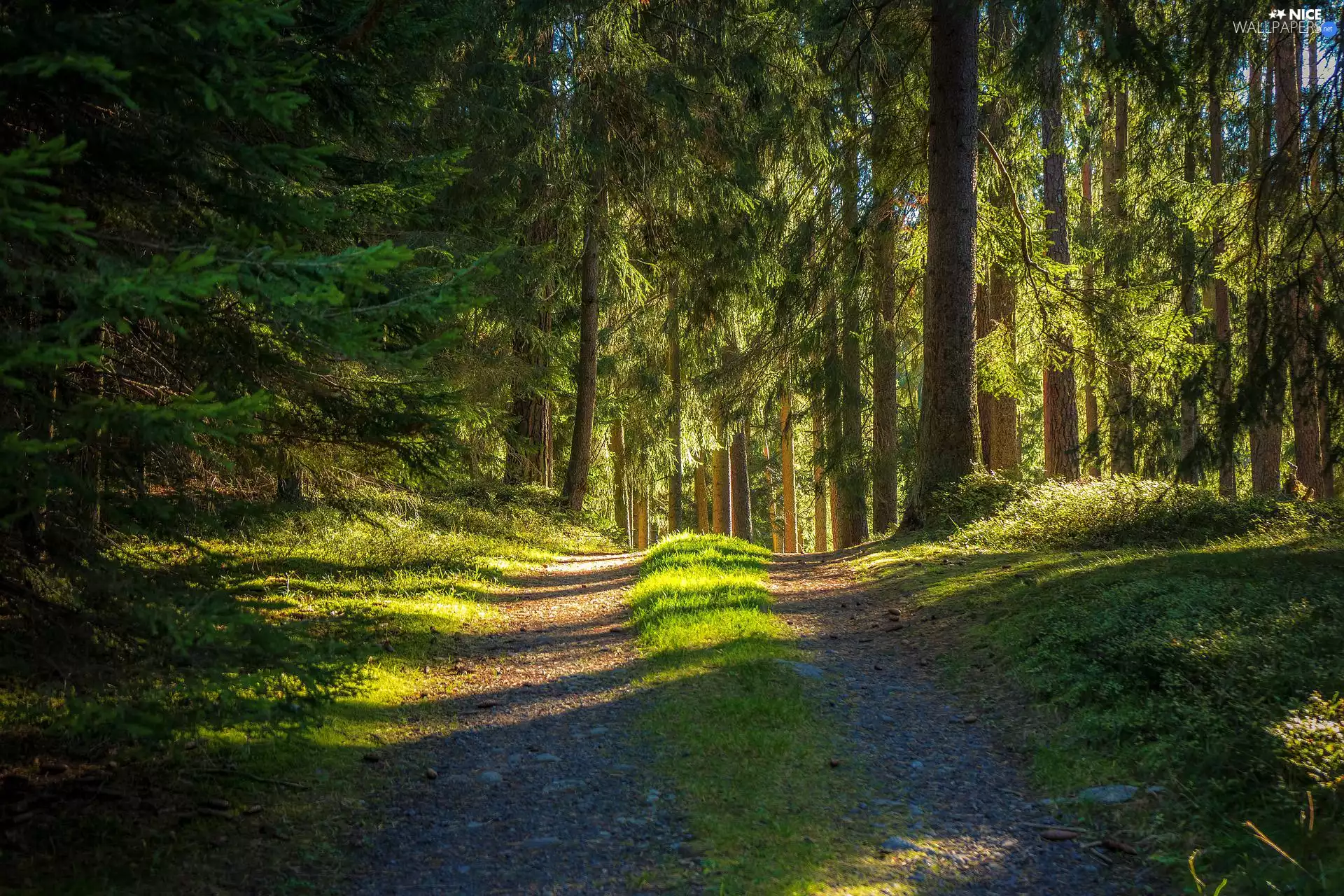viewes, forest, light breaking through sky, summer, Path, trees