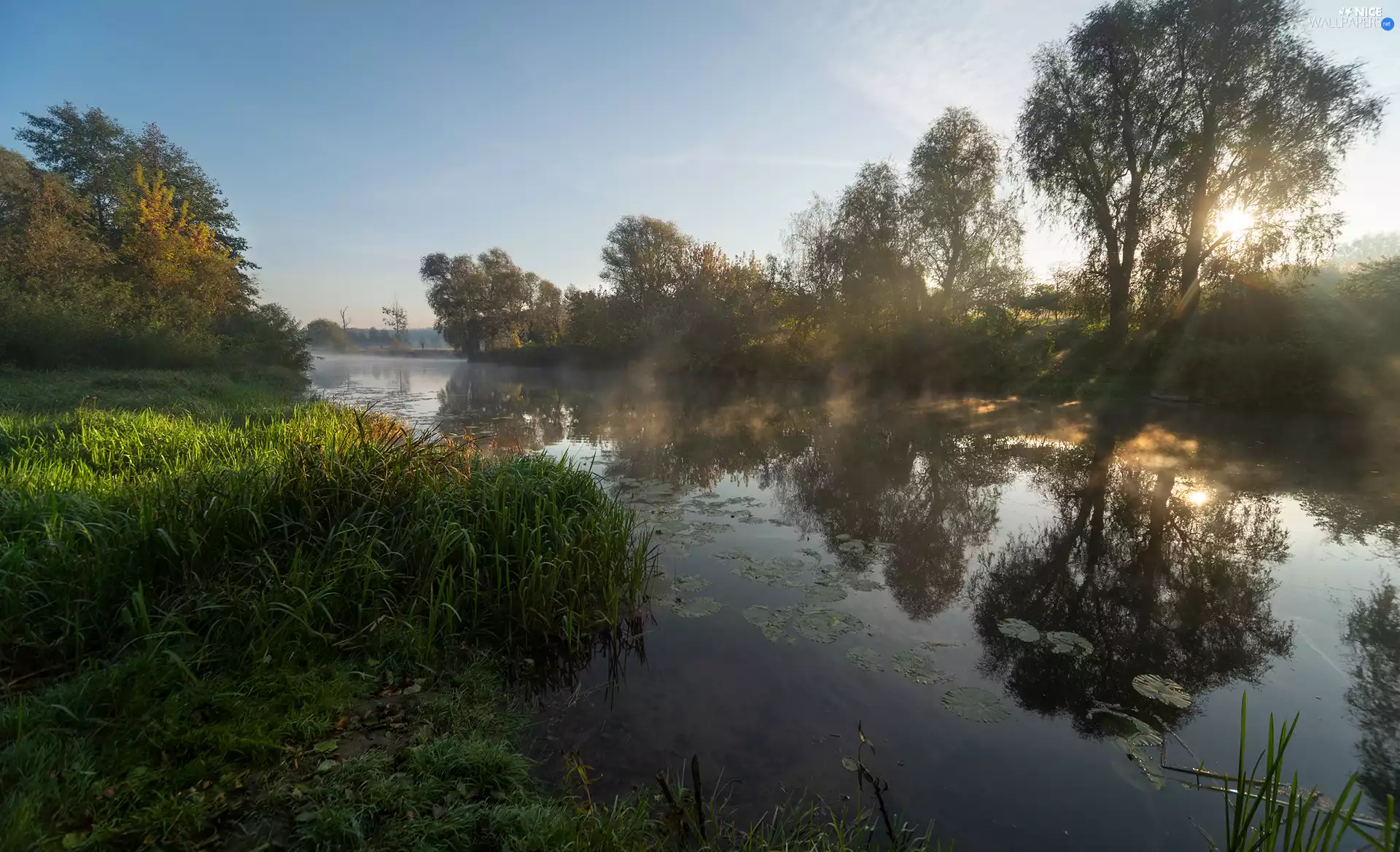 viewes, River, Plants, rays of the Sun, grass, trees
