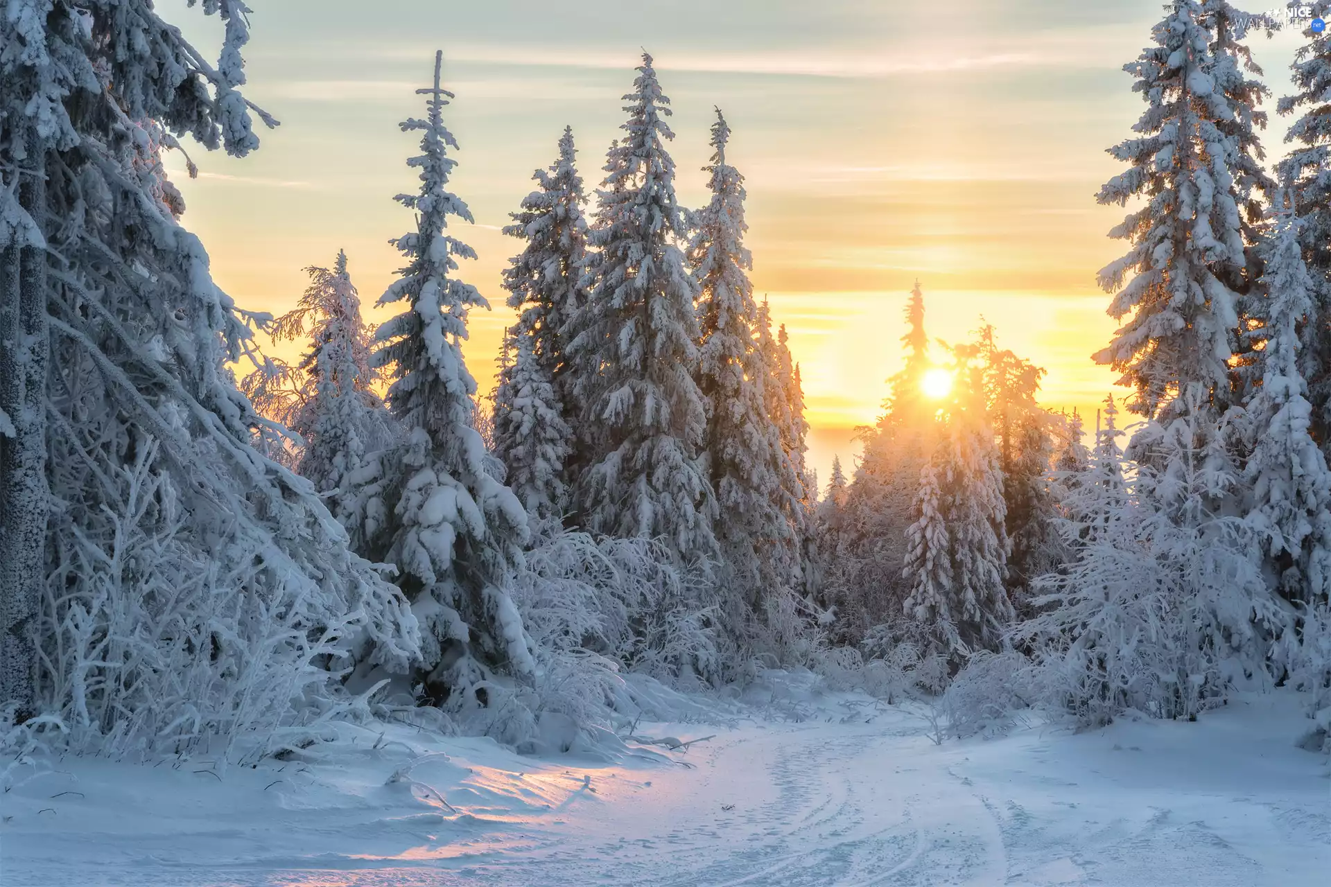 viewes, winter, Way, rays of the Sun, Spruces, trees