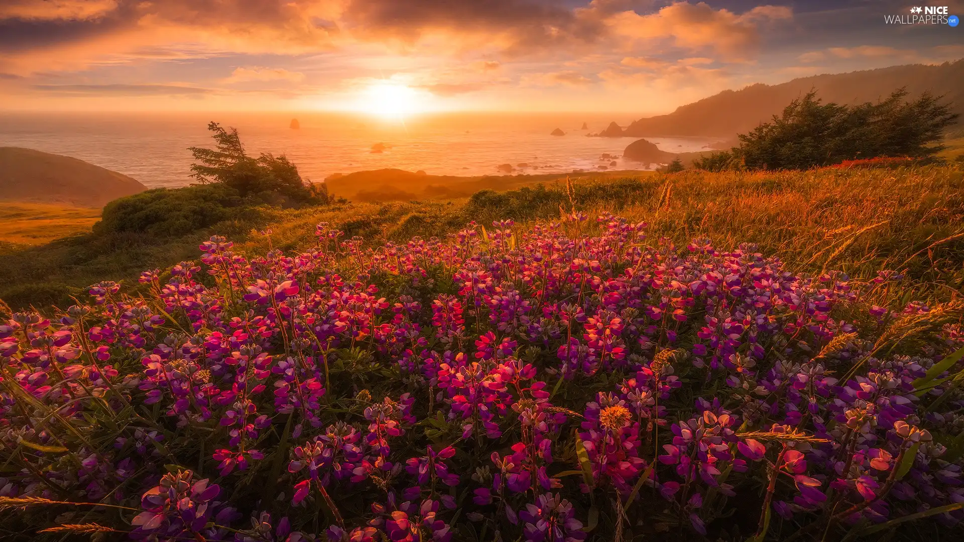 viewes, Coast, Flowers, Fog, lupine, sea, Meadow, clouds, Sunrise, trees