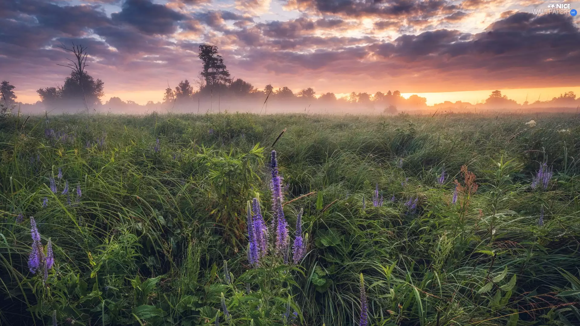 VEGETATION, trees, Sunrise, viewes, Meadow, Fog, clouds