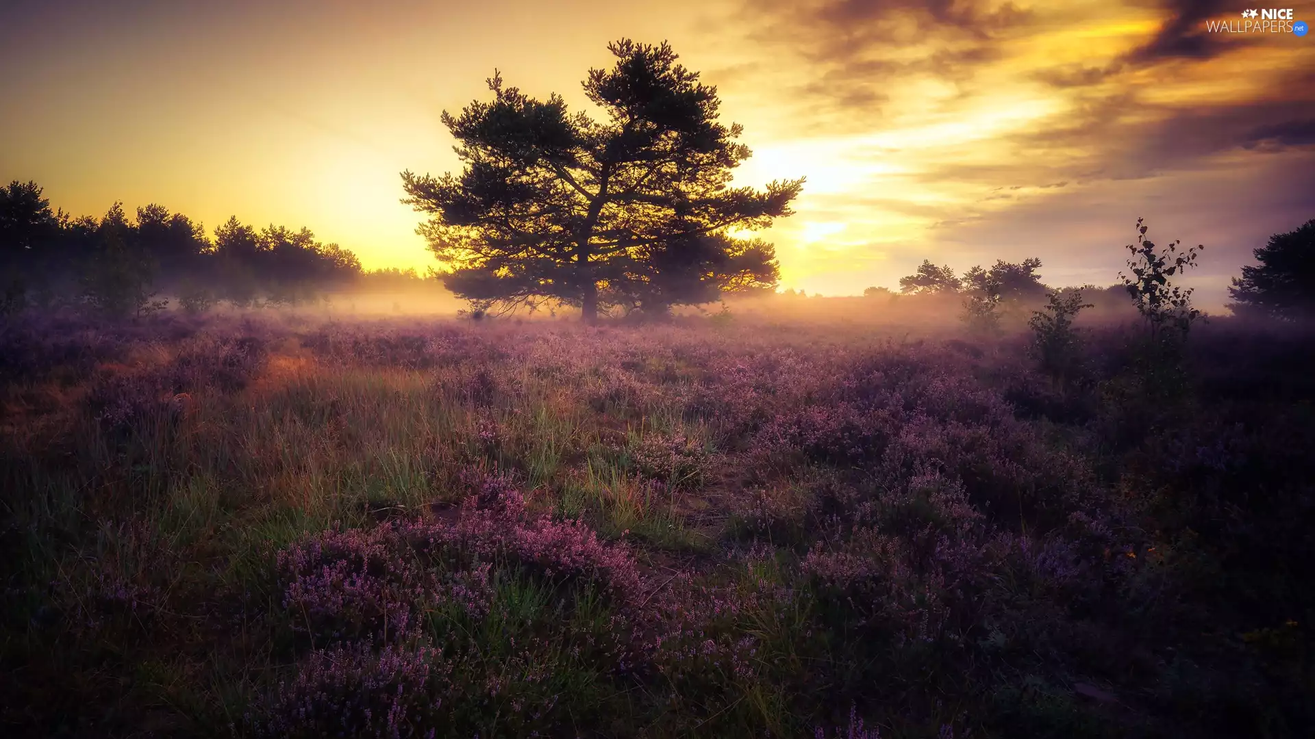 Fog, Meadow, trees, viewes, heath, Sunrise