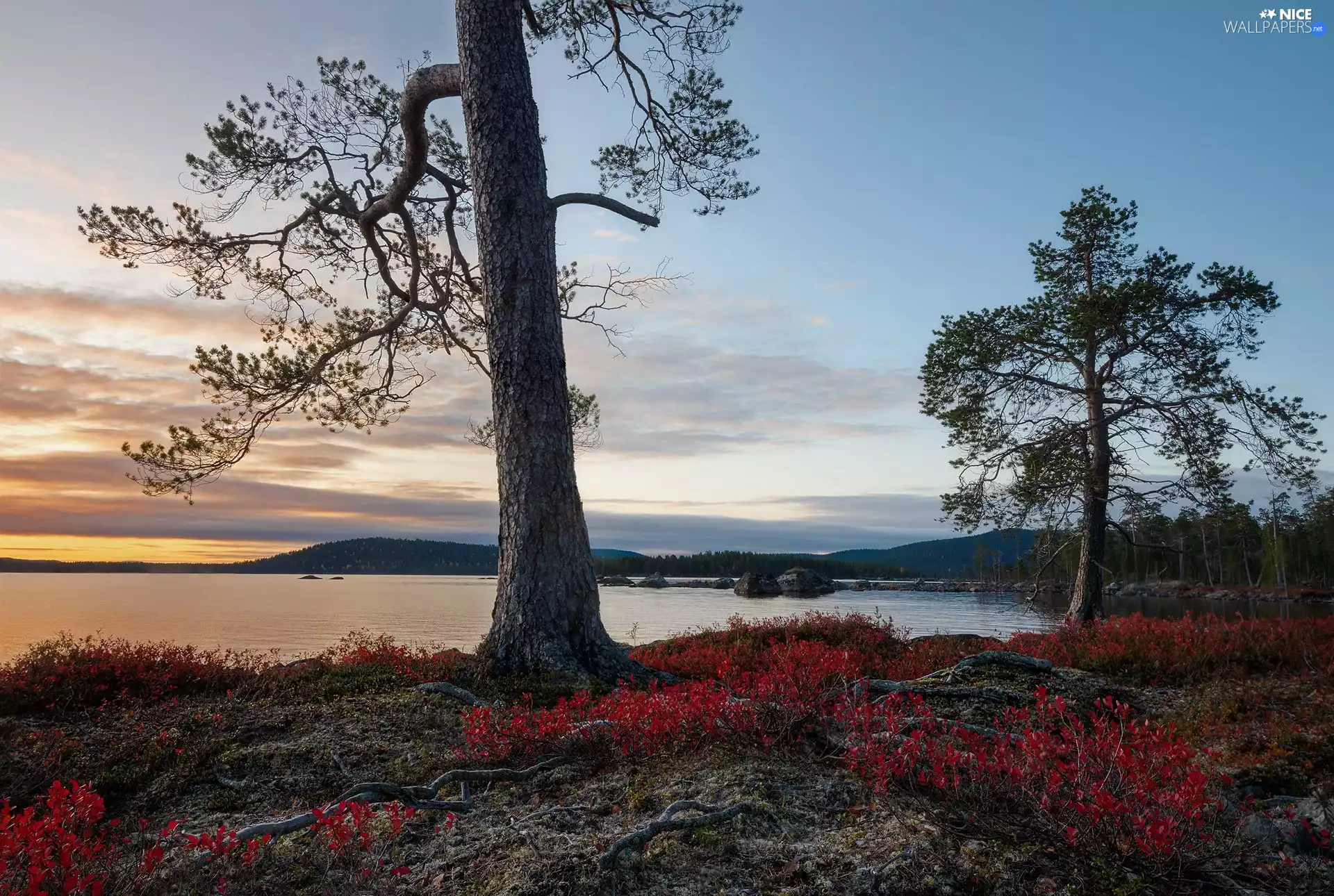 Stones, Great Sunsets, viewes, Plants, trees, lake