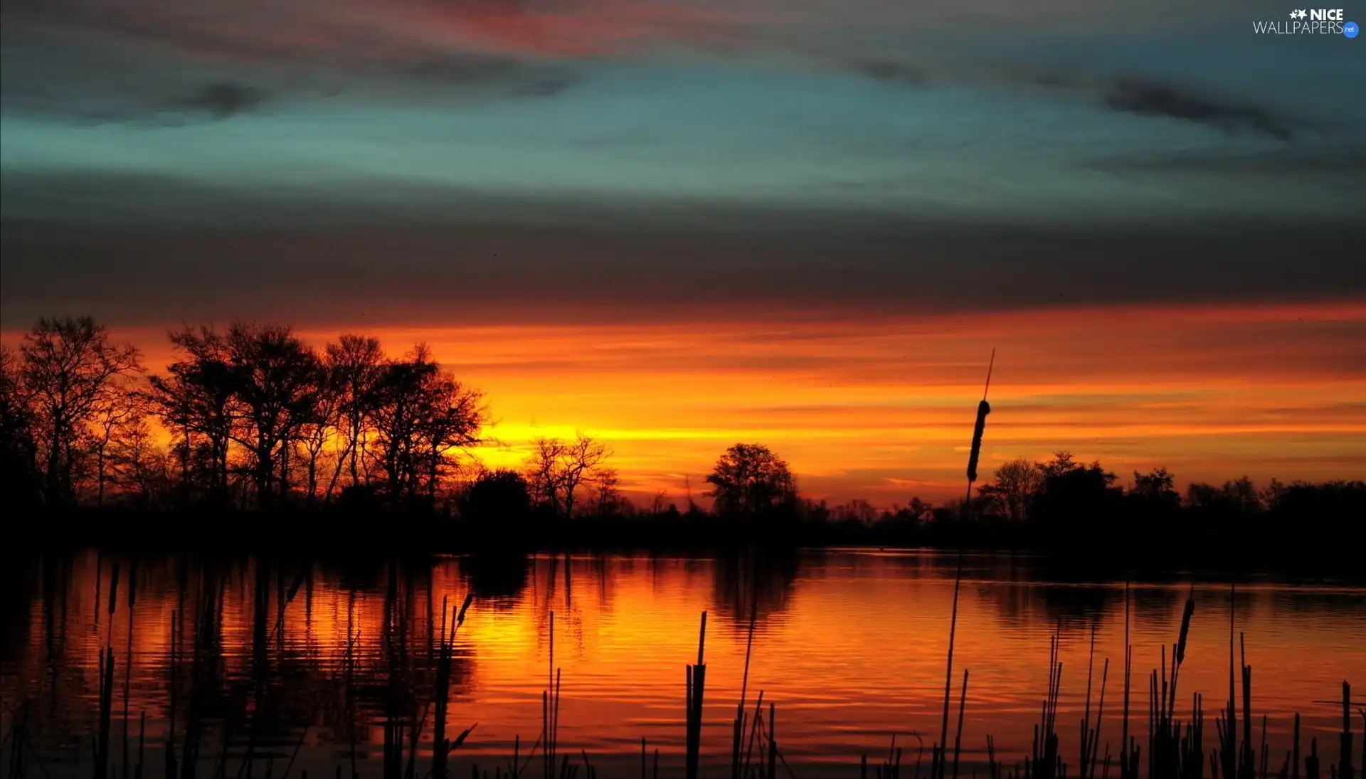 viewes, Great Sunsets, rushes, trees, lake