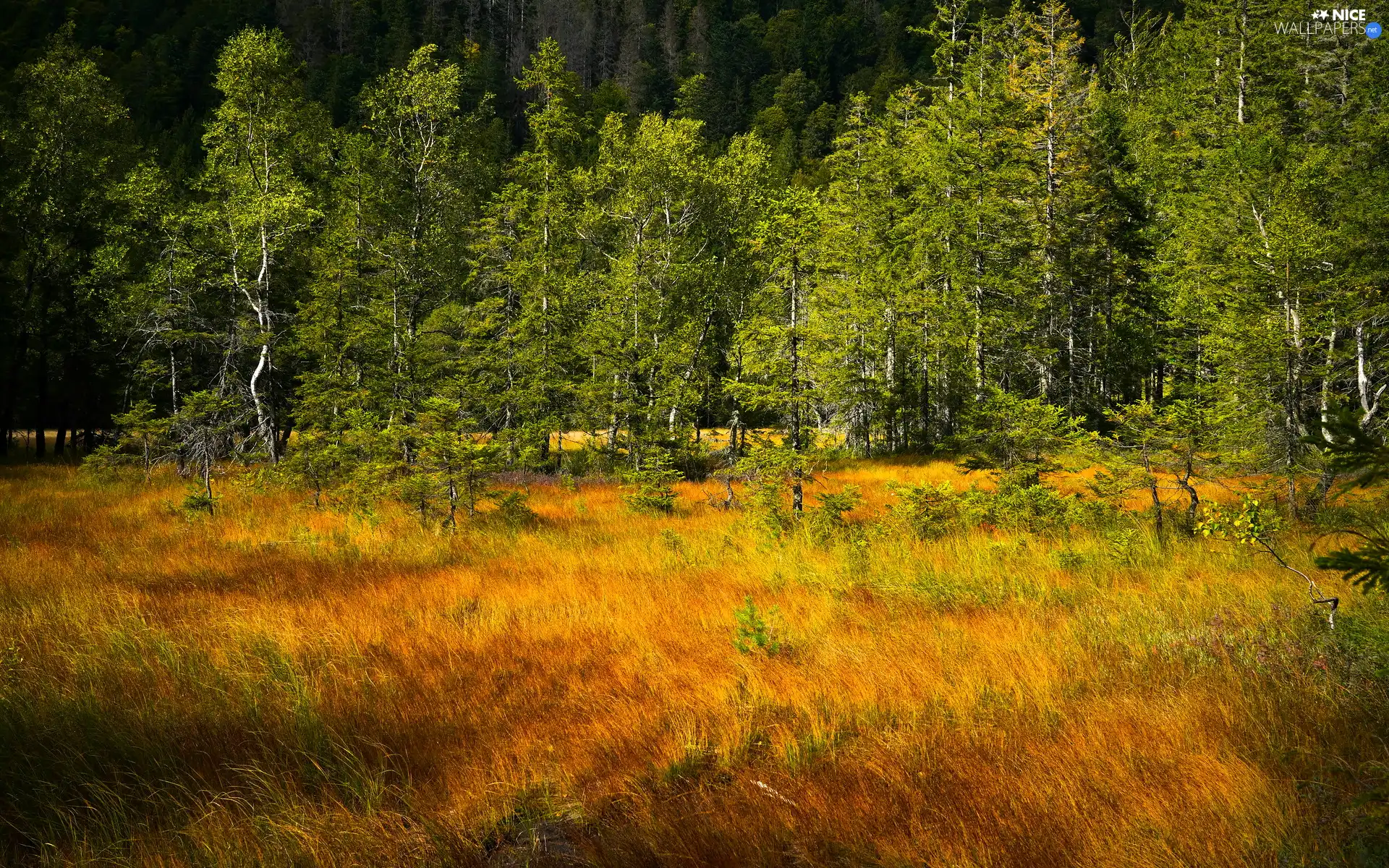 viewes, forest, Yellowed, grass, car in the meadow, trees