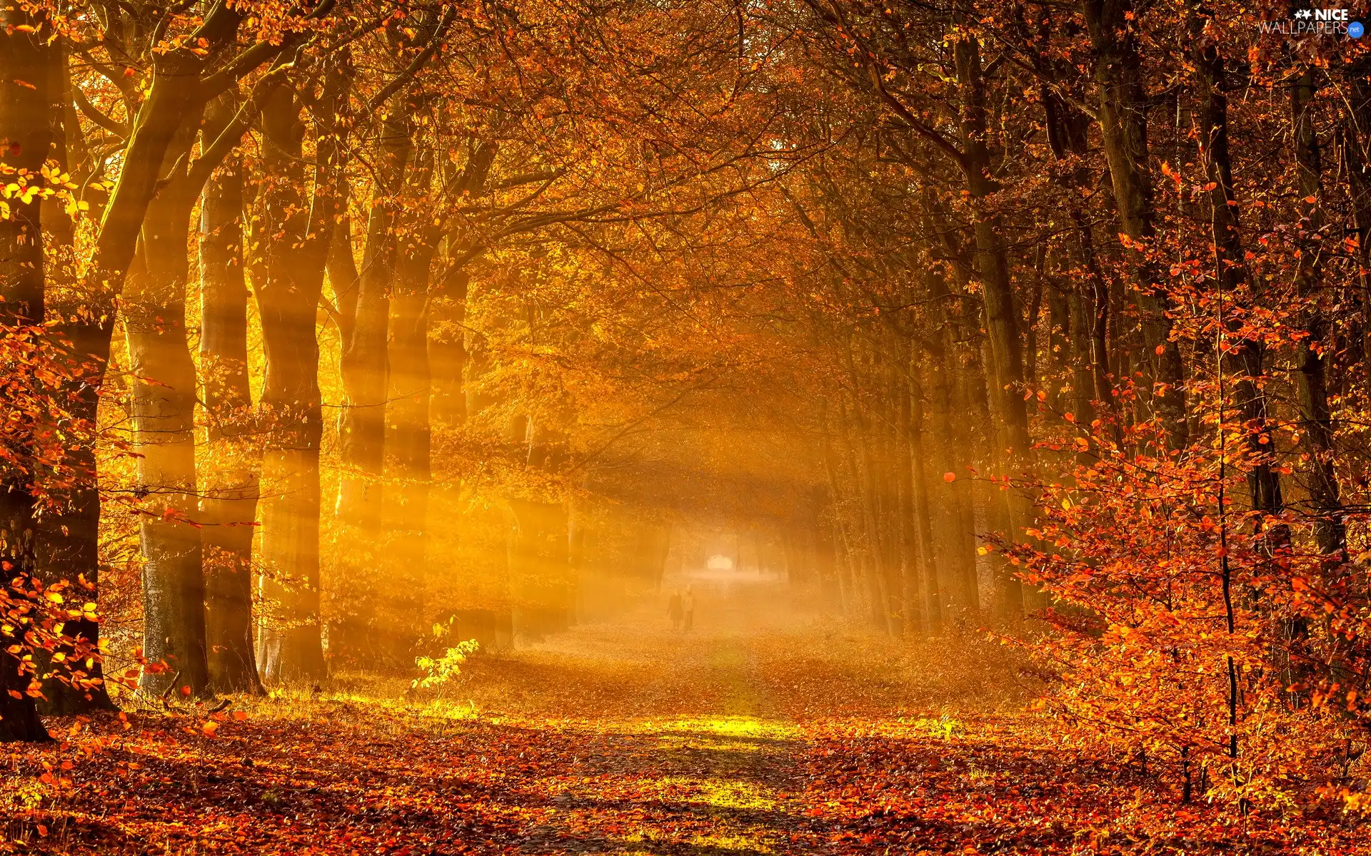 forest, trees, rays of the Sun, autumn, Way, viewes