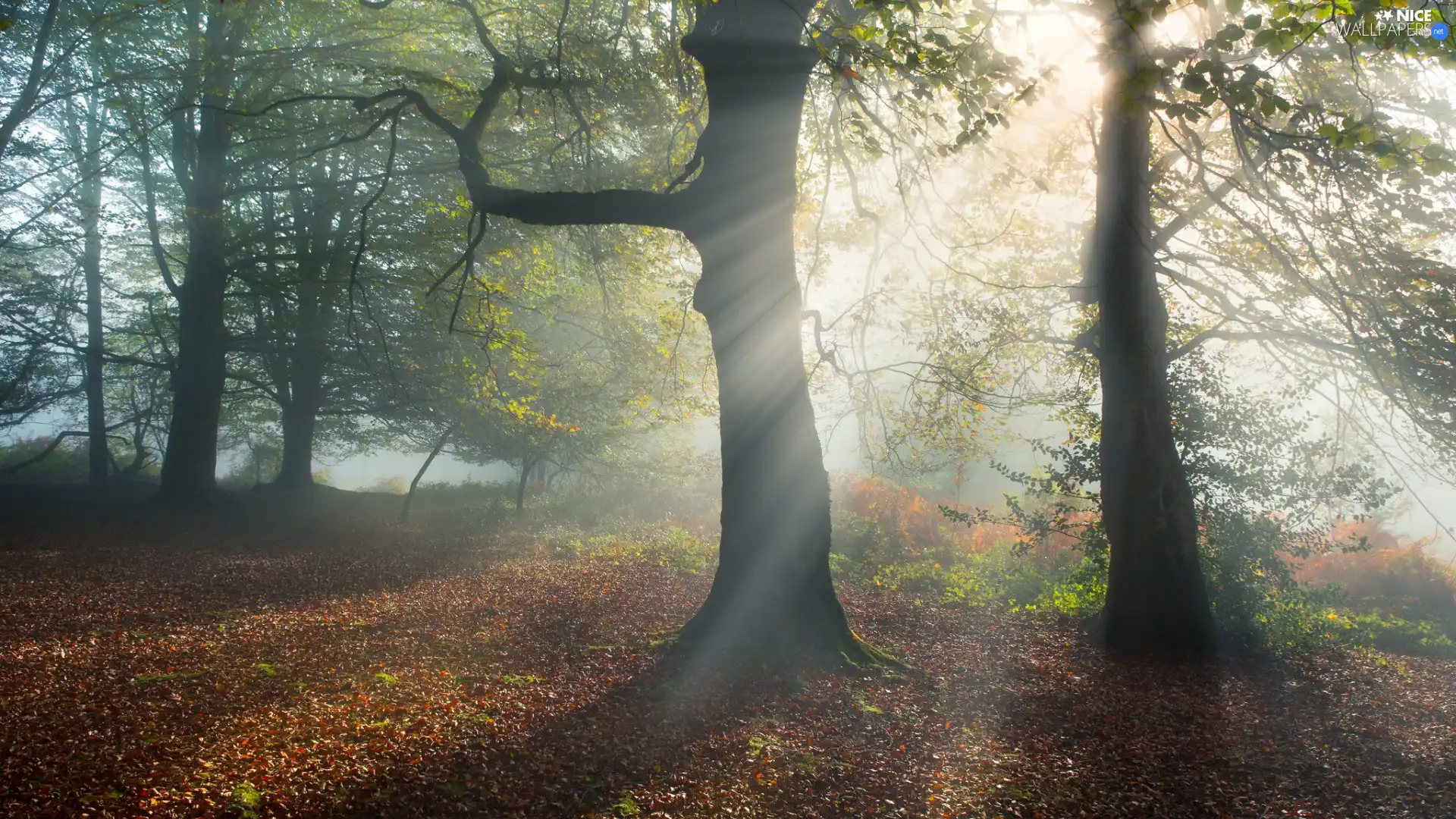 viewes, forest, fallen, Leaf, light breaking through sky, trees