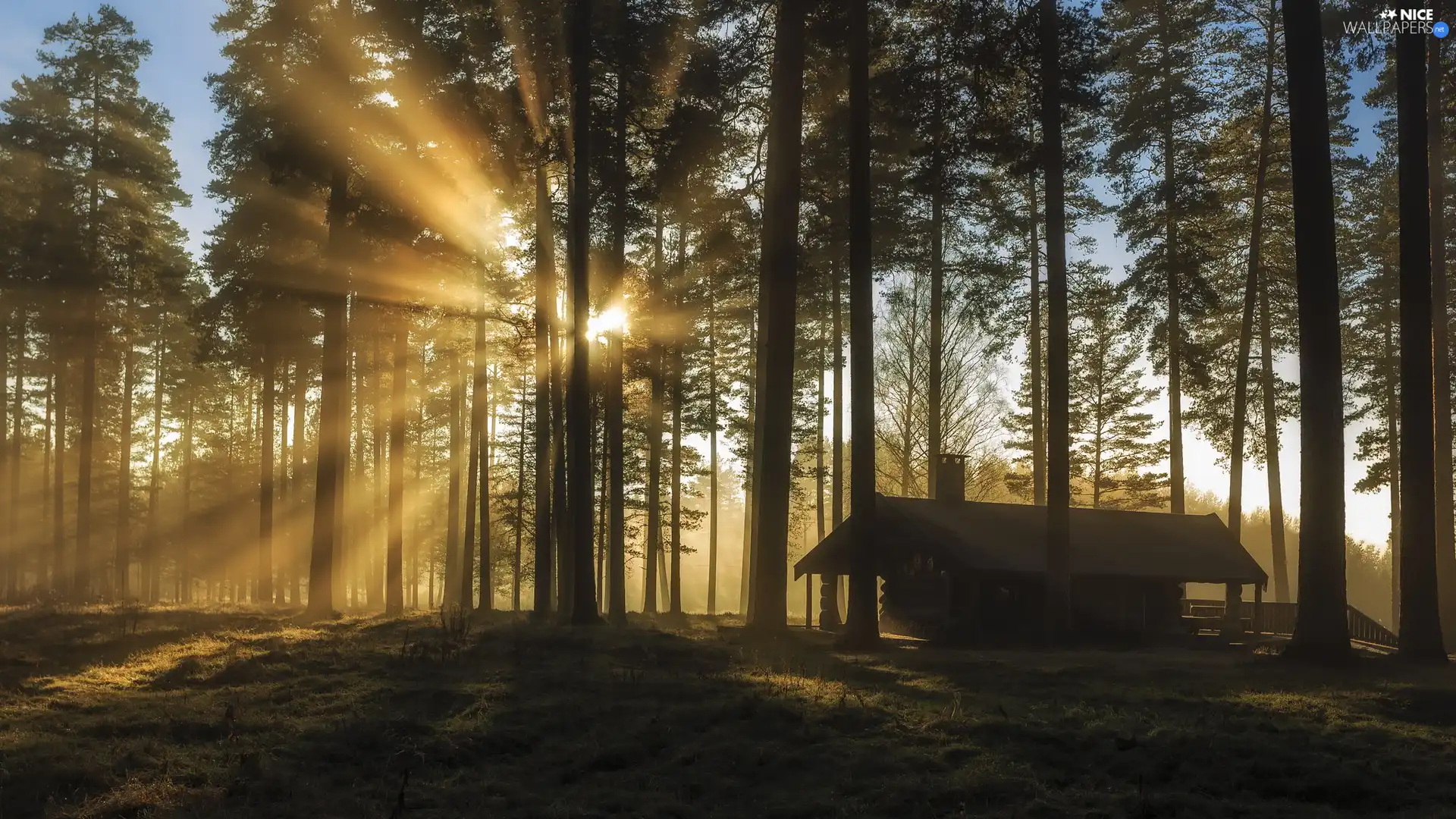 viewes, forest, wooden, house, light breaking through sky, trees