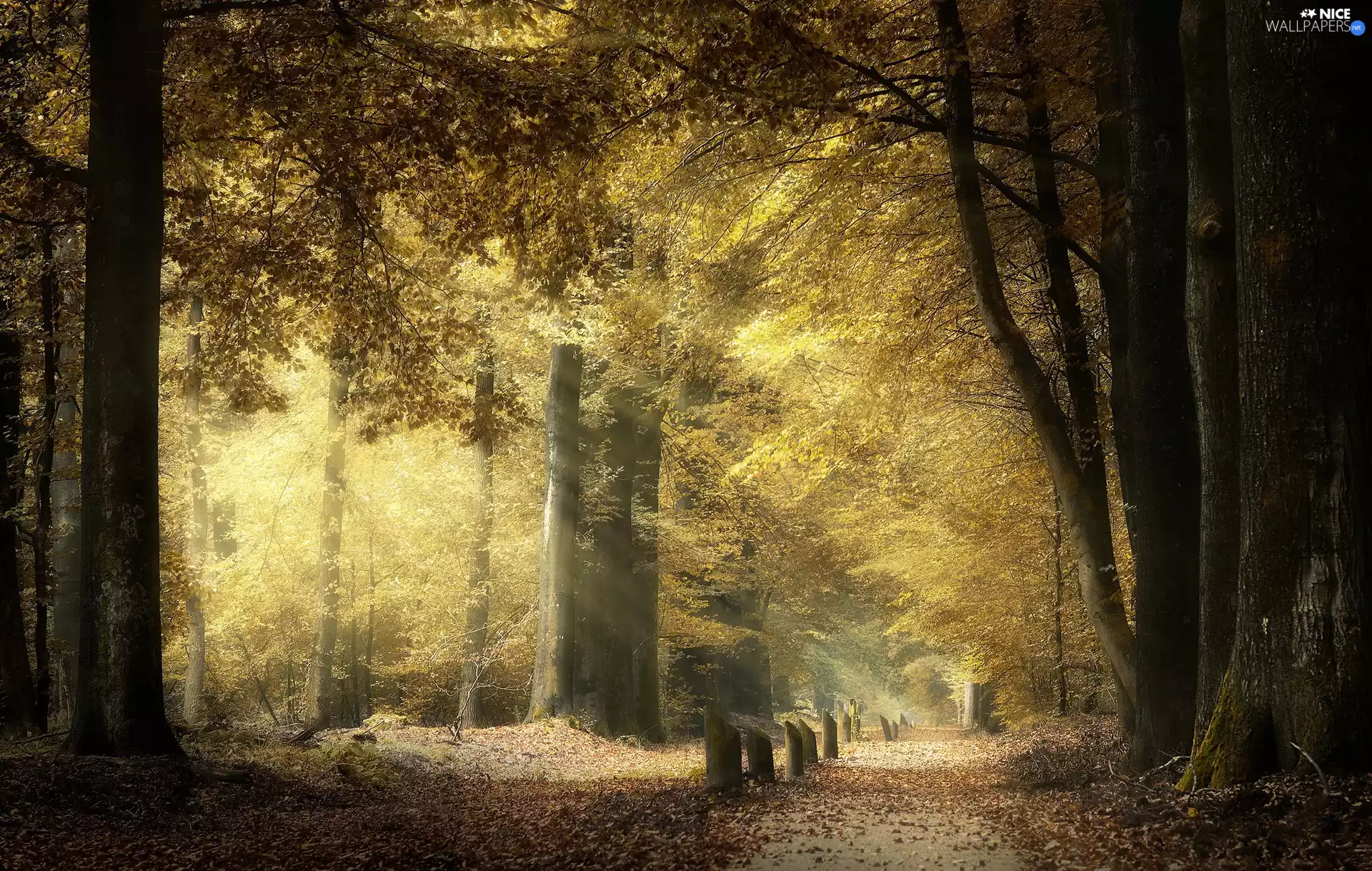 viewes, Way, Stems, trees, forest, Leaf, light breaking through sky