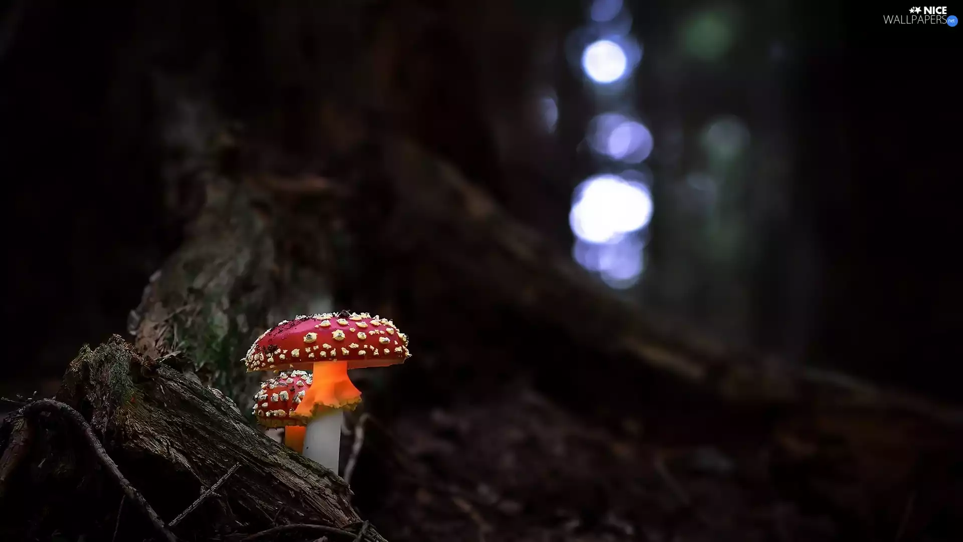 trees, viewes, toadstools, trunk, mushrooms