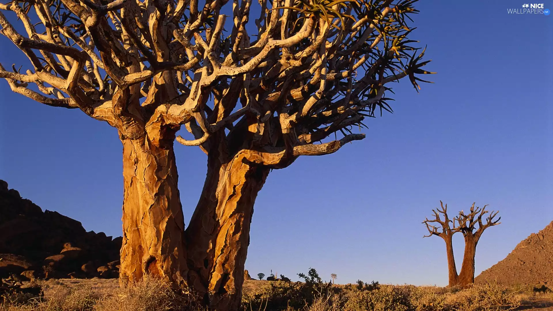 trees, Beetle, branches, viewes