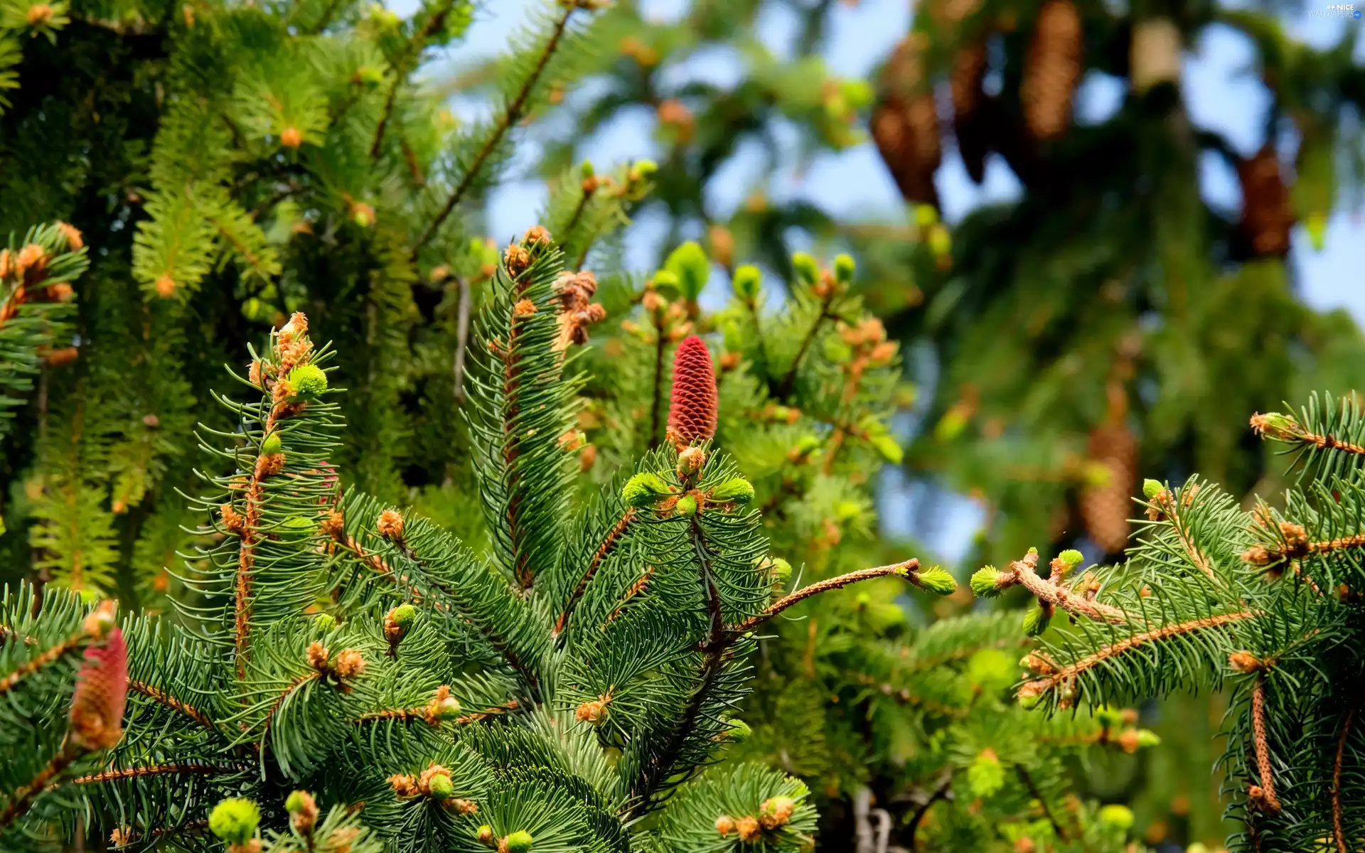 trees, fir, cones, viewes
