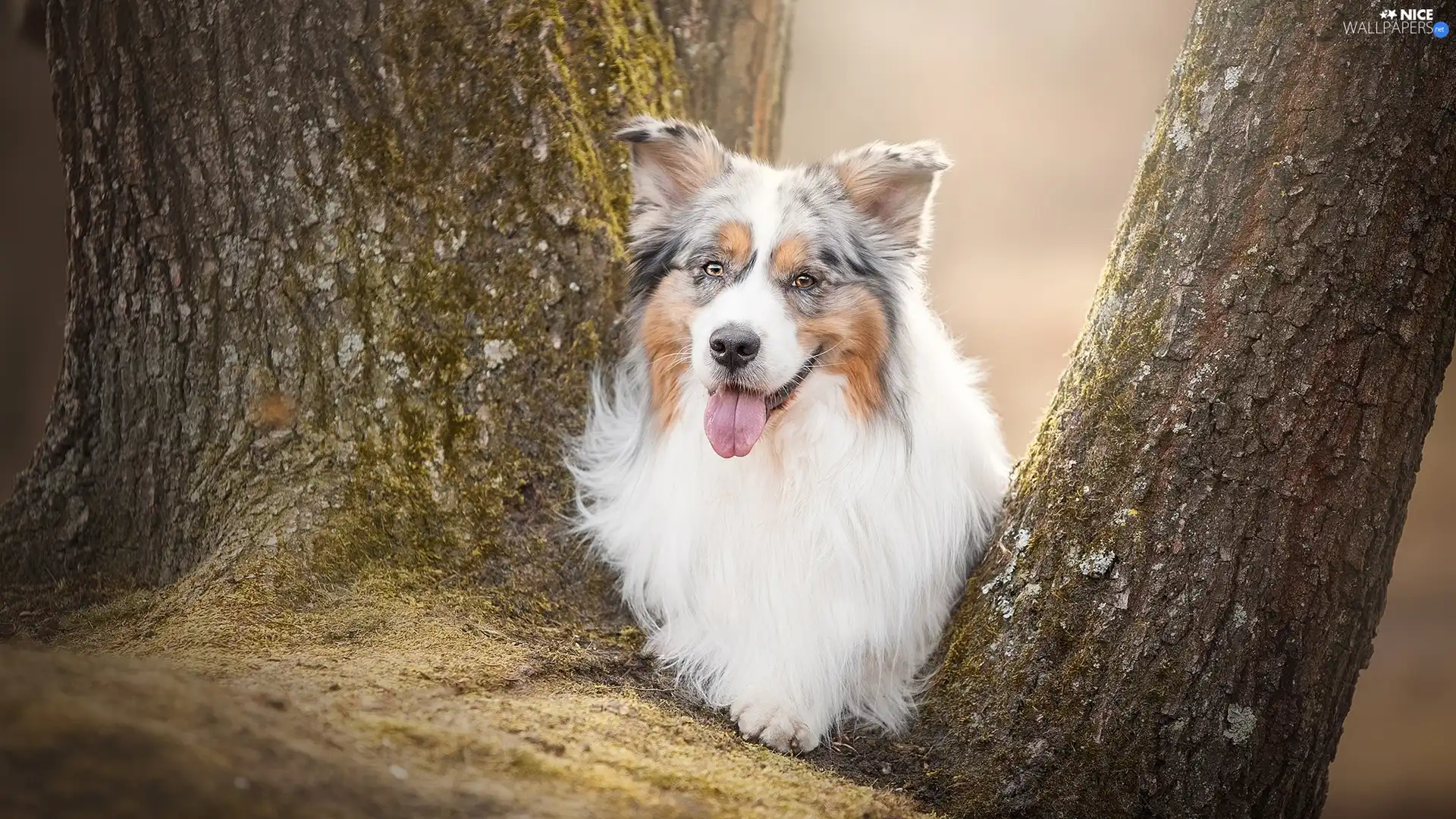 muzzle, dog, trees, viewes, Tounge, Australian Shepherd