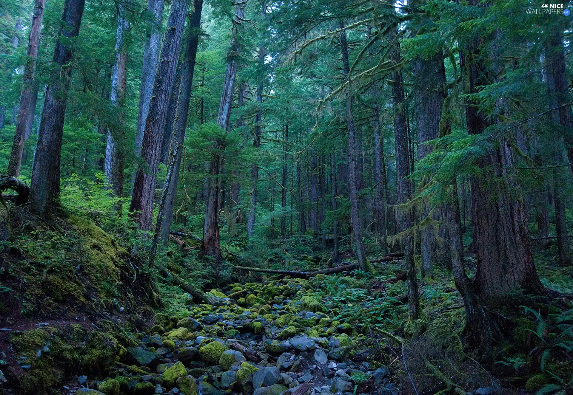 viewes, forest, trees