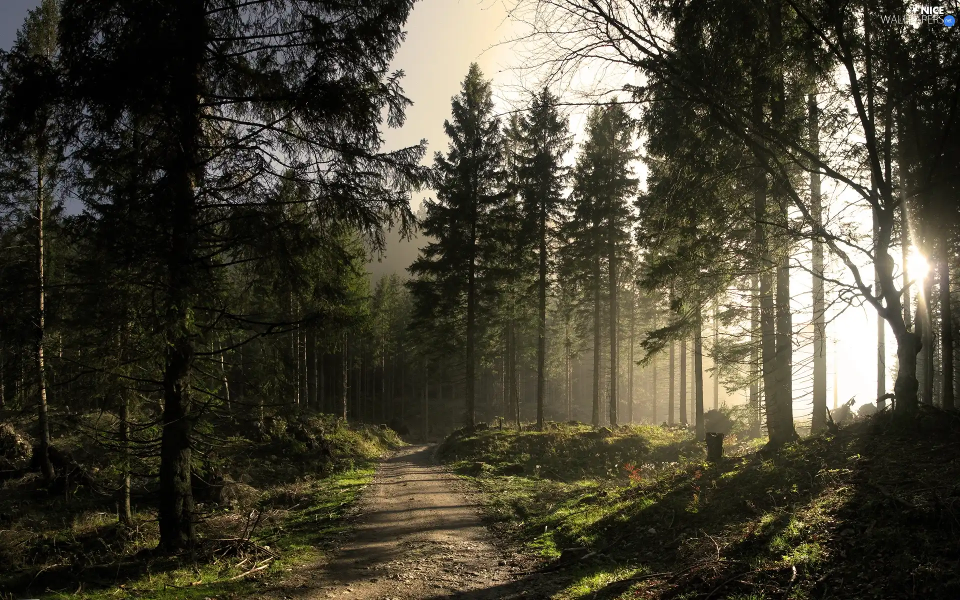 viewes, forest, trees