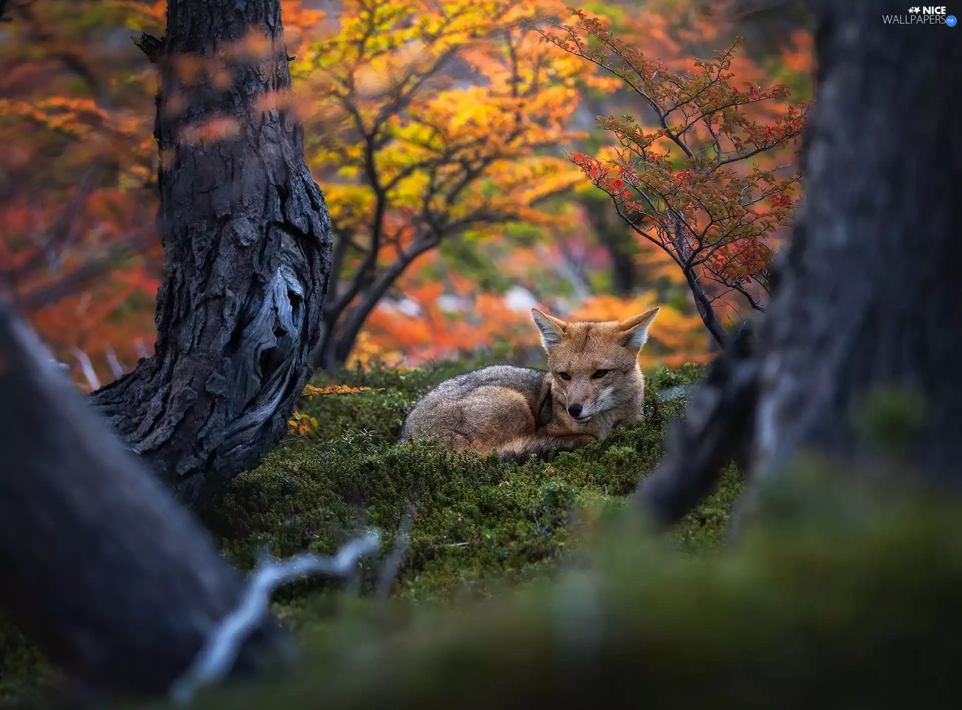 trees, lying, Fox, viewes