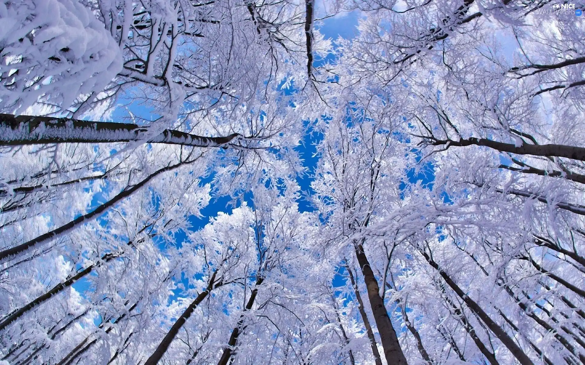 viewes, frosty, trees
