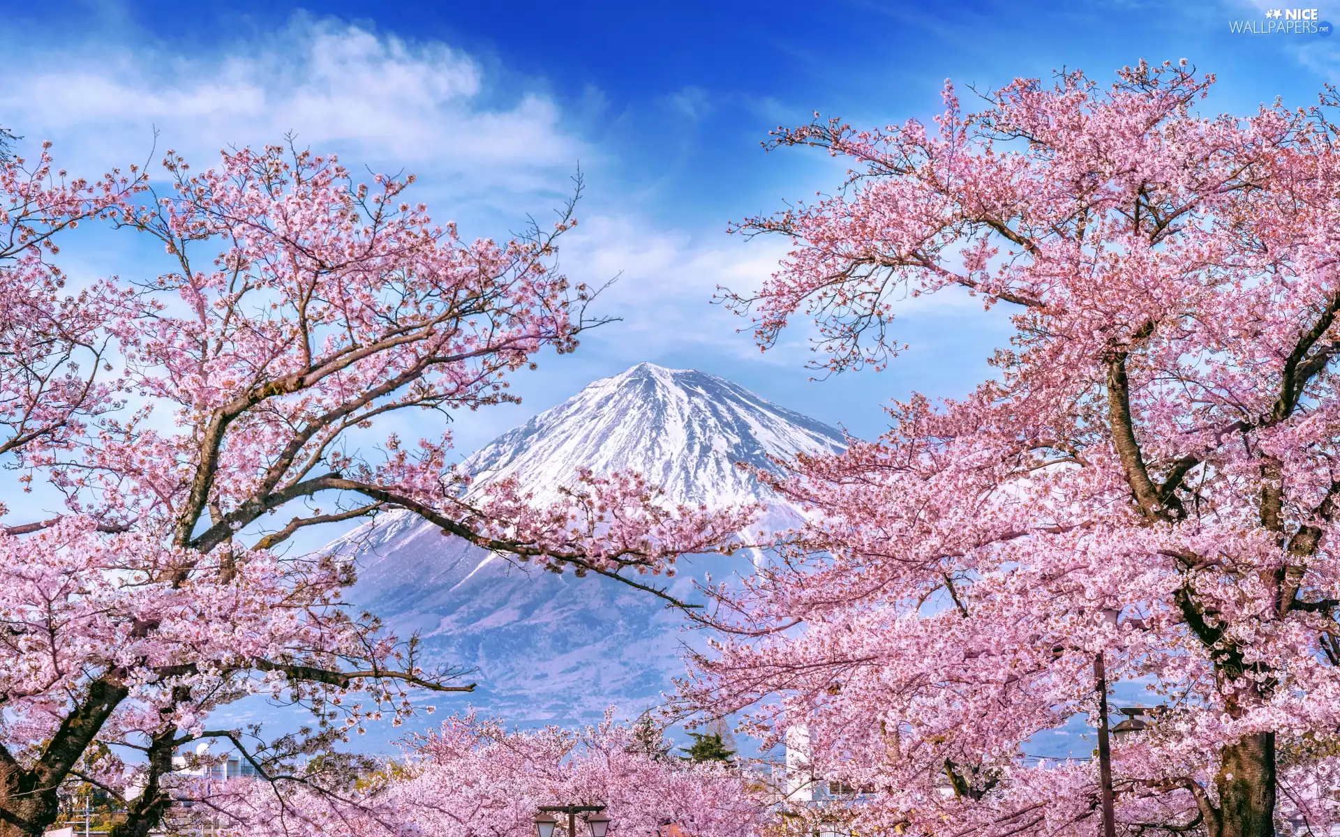 viewes, Flowers, Japan, Pink, Mount Fuji, trees, Spring, cherry