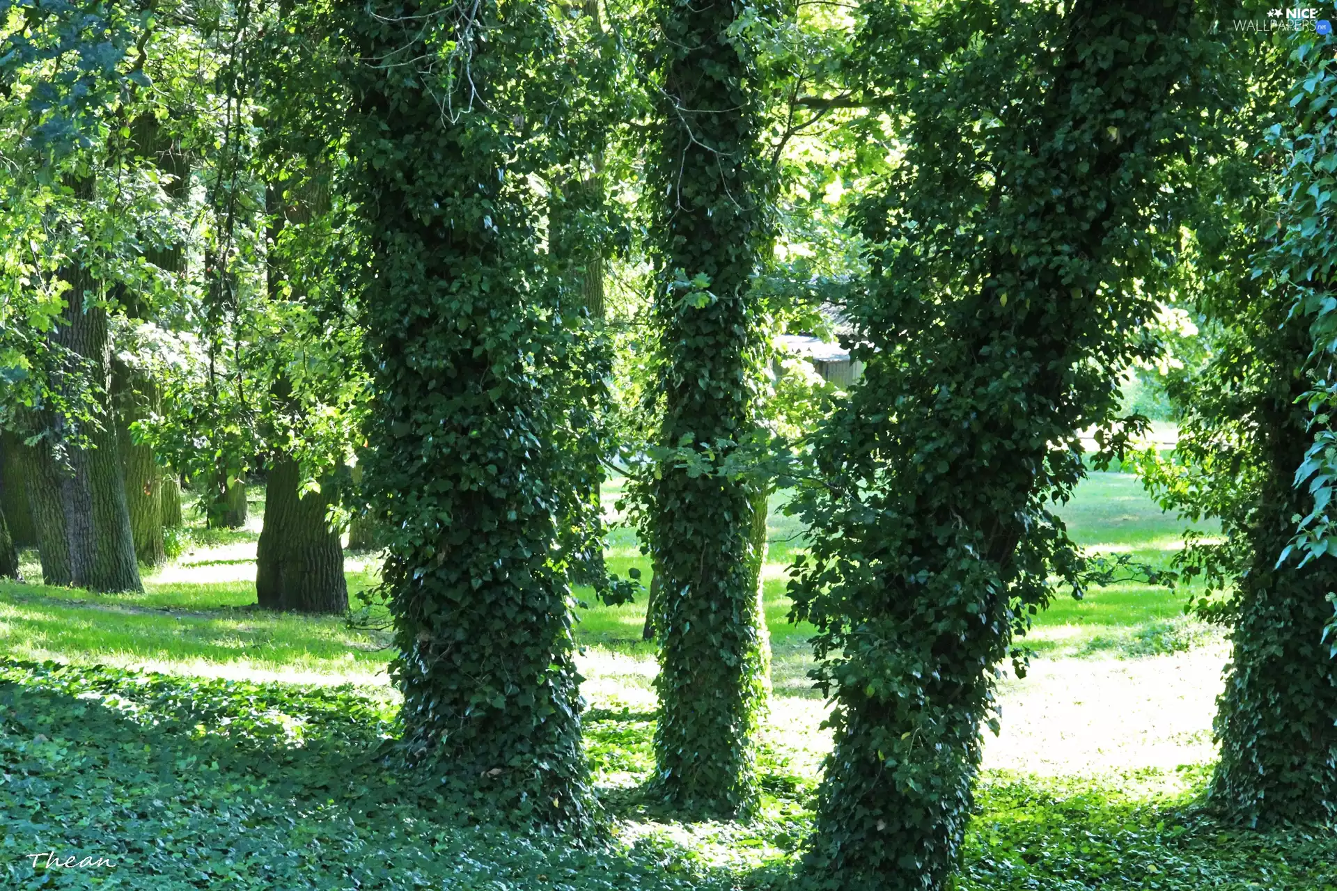 trees, Wooded, ivy, viewes